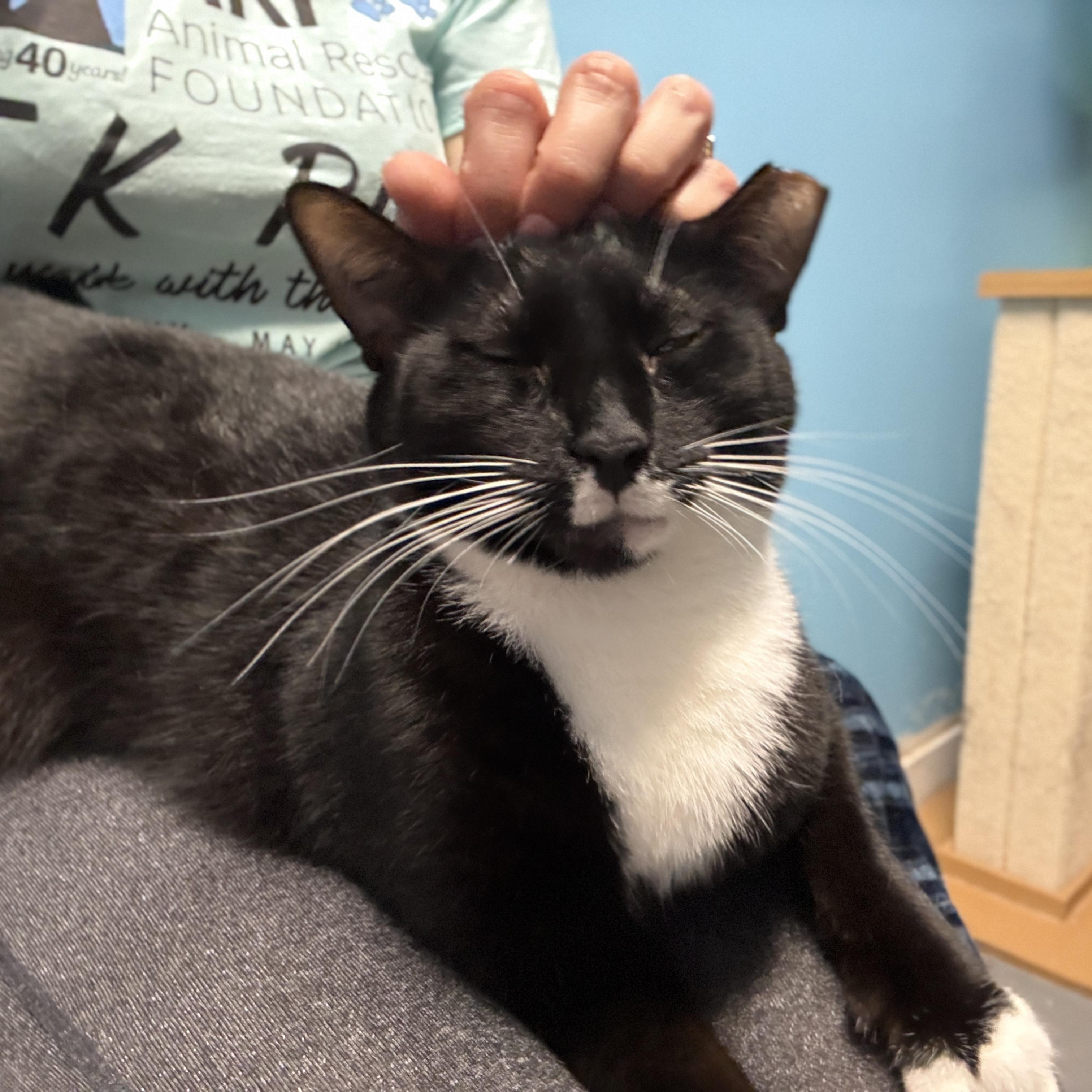 Origami, a Adoptable Domestic Short Hair in Beacon, NY image 3/6