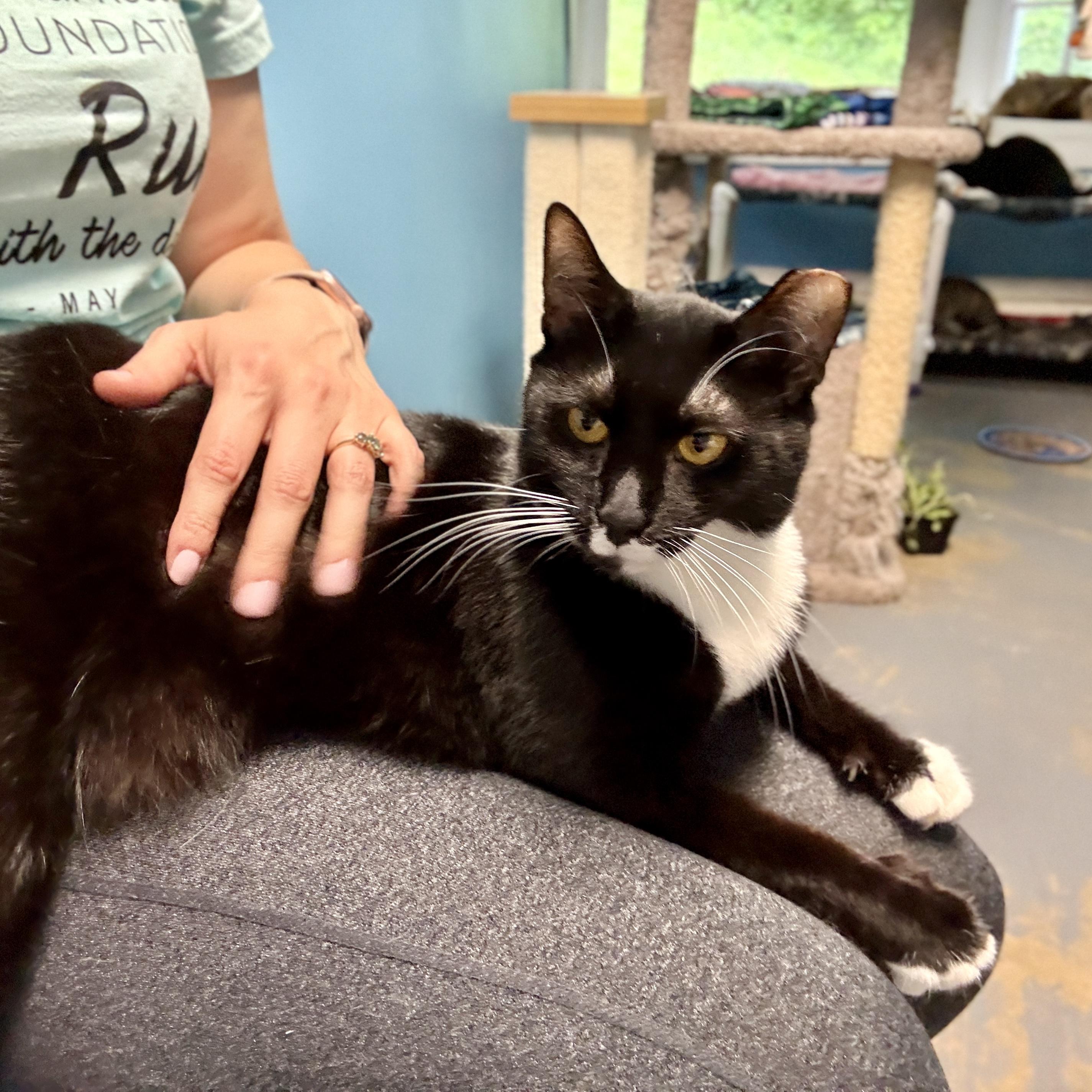 Origami, a Adoptable Domestic Short Hair in Beacon, NY image 1/6