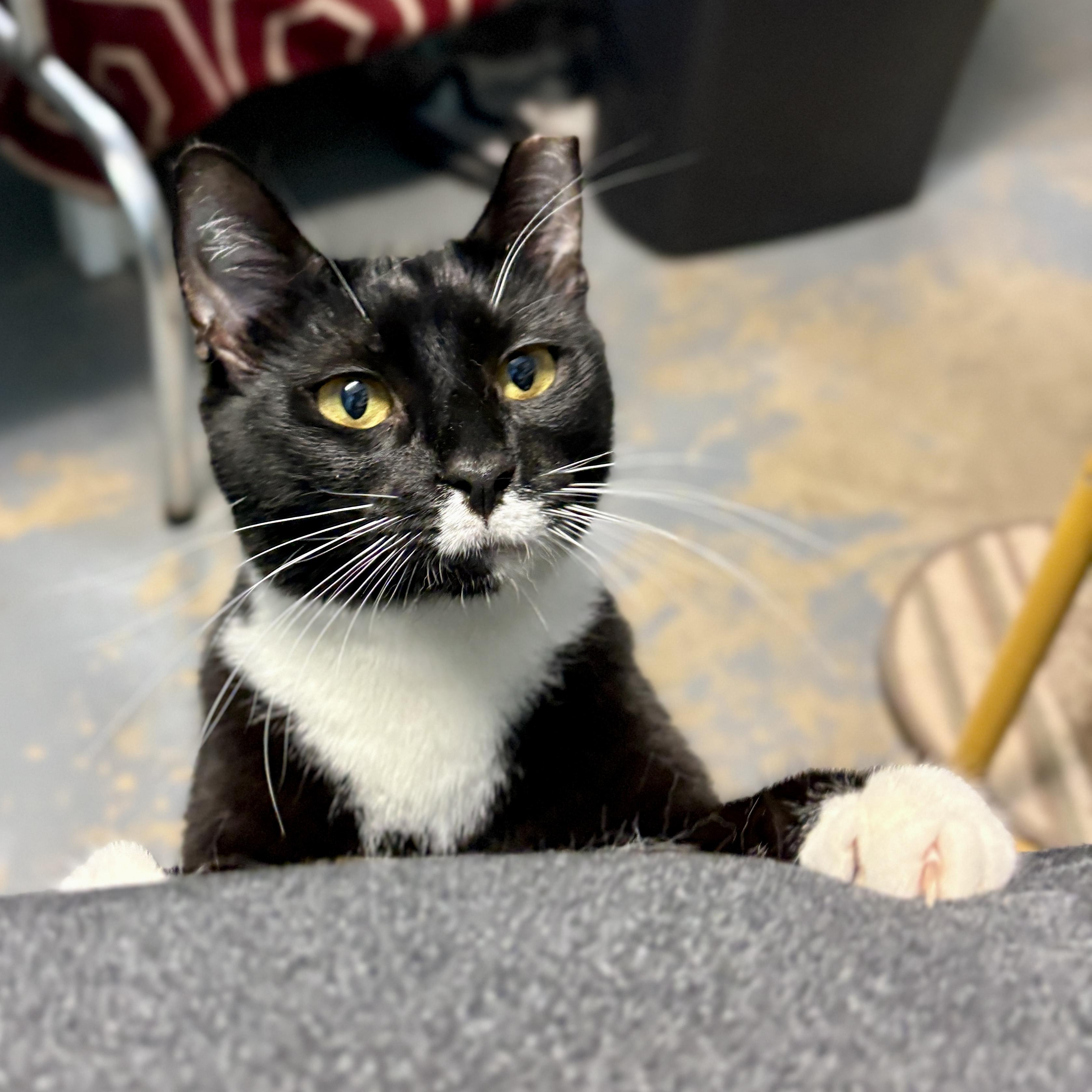 Origami, a Adoptable Domestic Short Hair in Beacon, NY image 4/6
