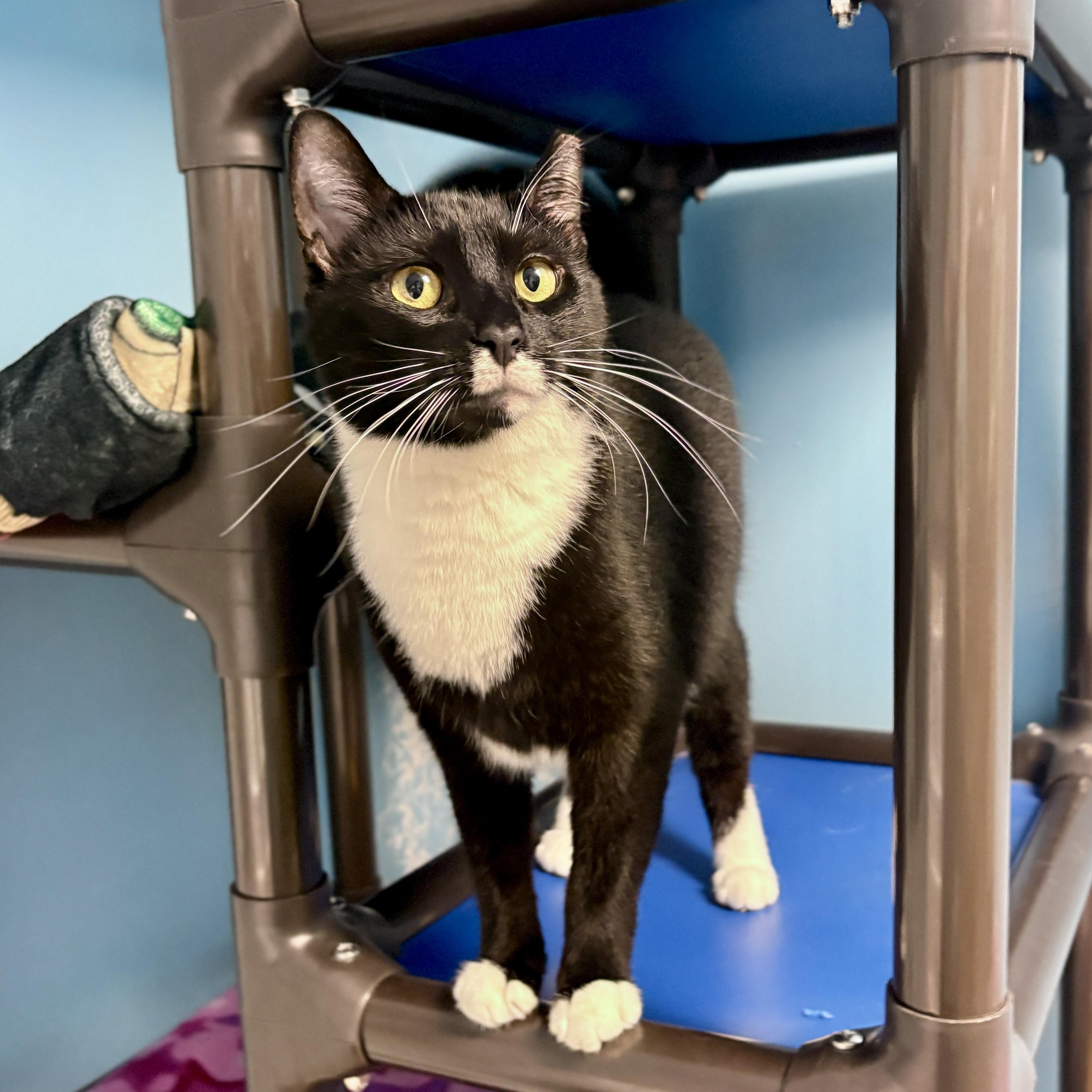 Origami, a Adoptable Domestic Short Hair in Beacon, NY image 5/6