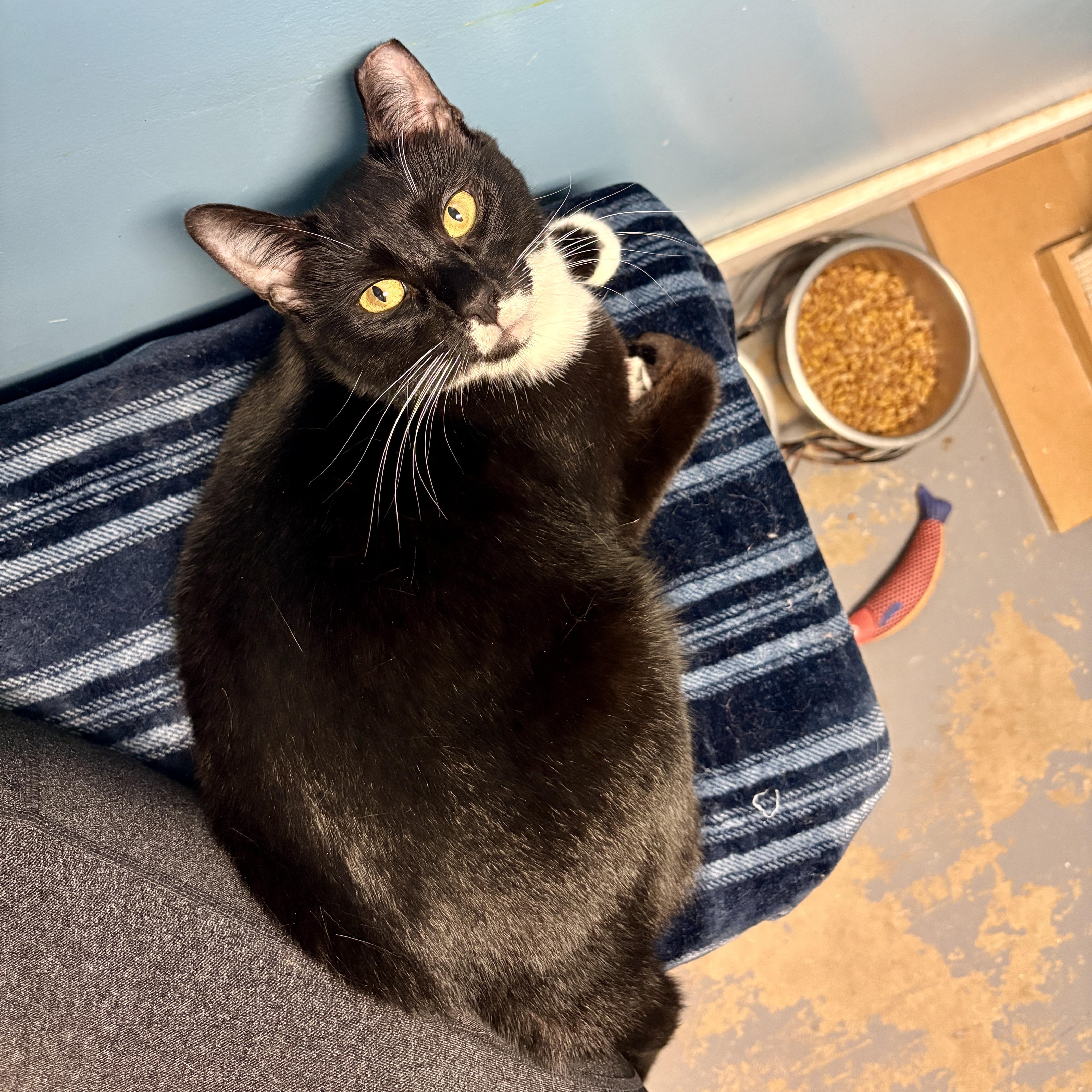 Origami, a Adoptable Domestic Short Hair in Beacon, NY image 6/6