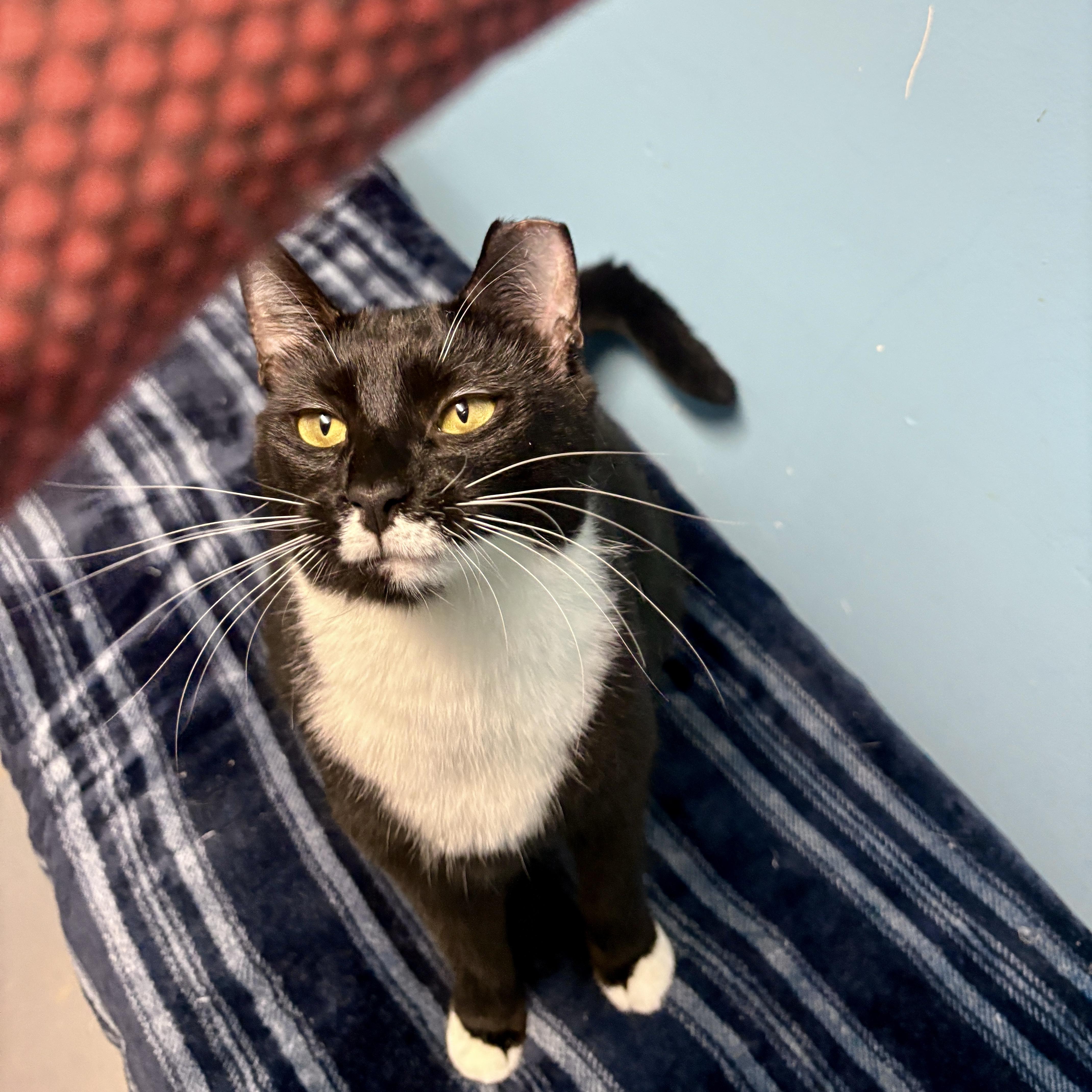 Origami, a Adoptable Domestic Short Hair in Beacon, NY image 2/6