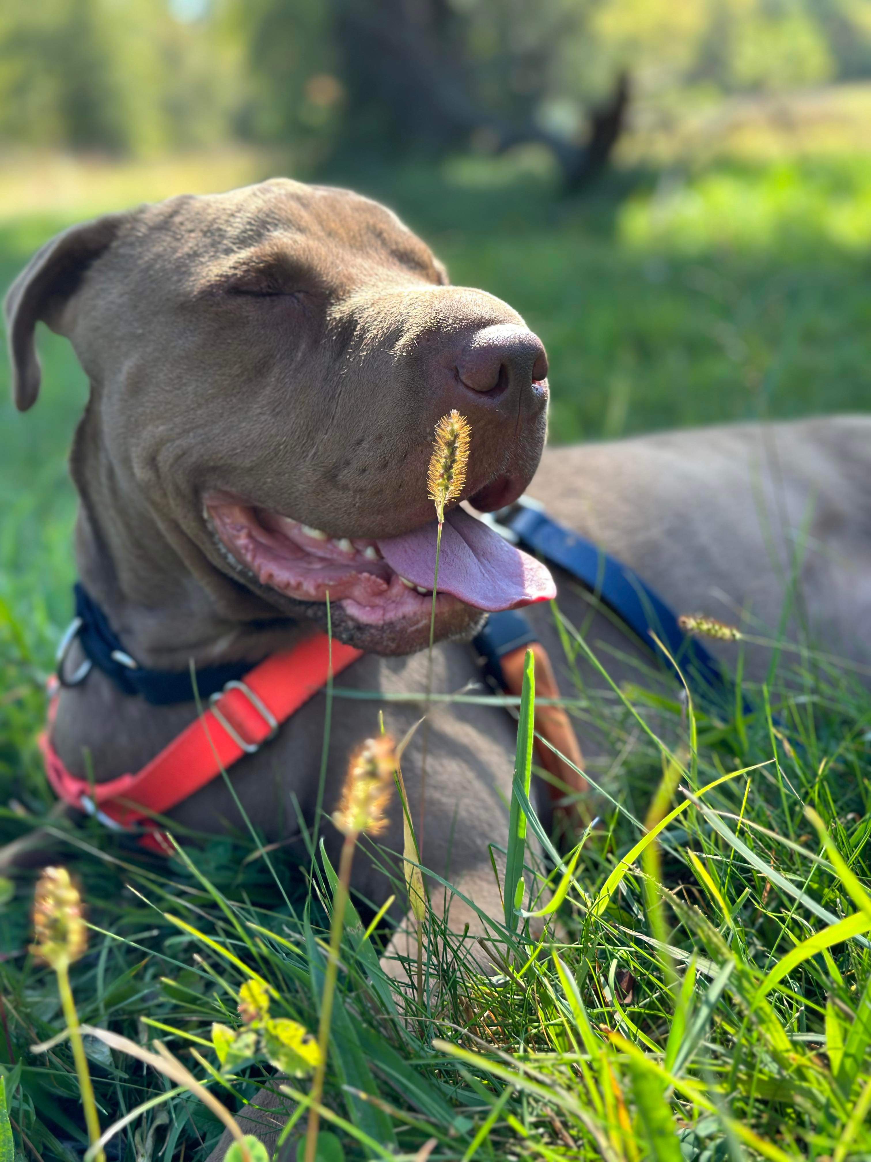 Max, a Adoptable mixed breed in Detroit, MI image 2/6