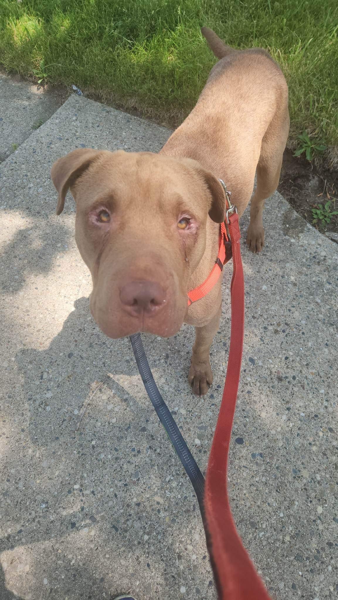 Max, a Adoptable mixed breed in Detroit, MI image 1/6