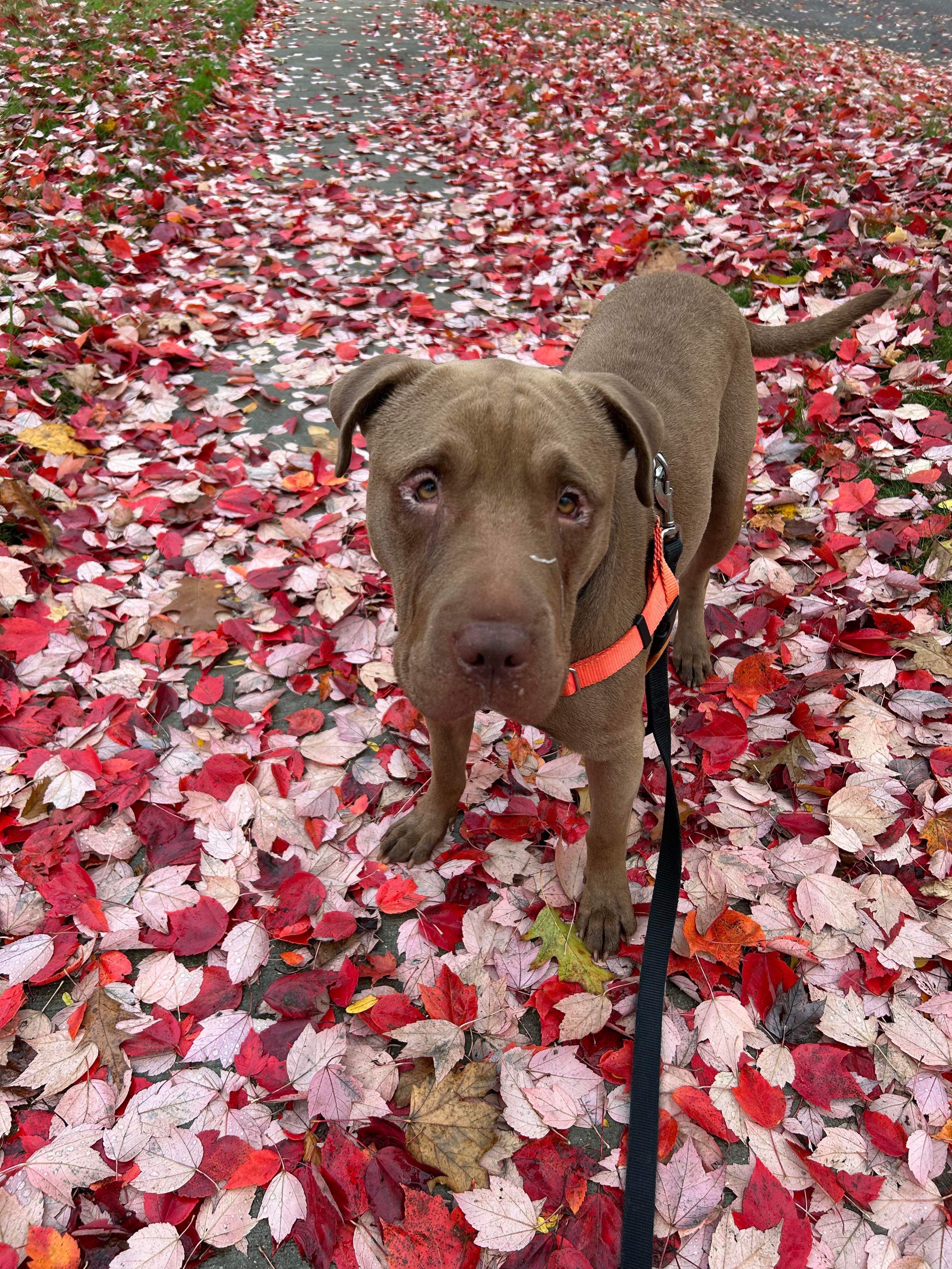 Max, a Adoptable mixed breed in Detroit, MI image 6/6