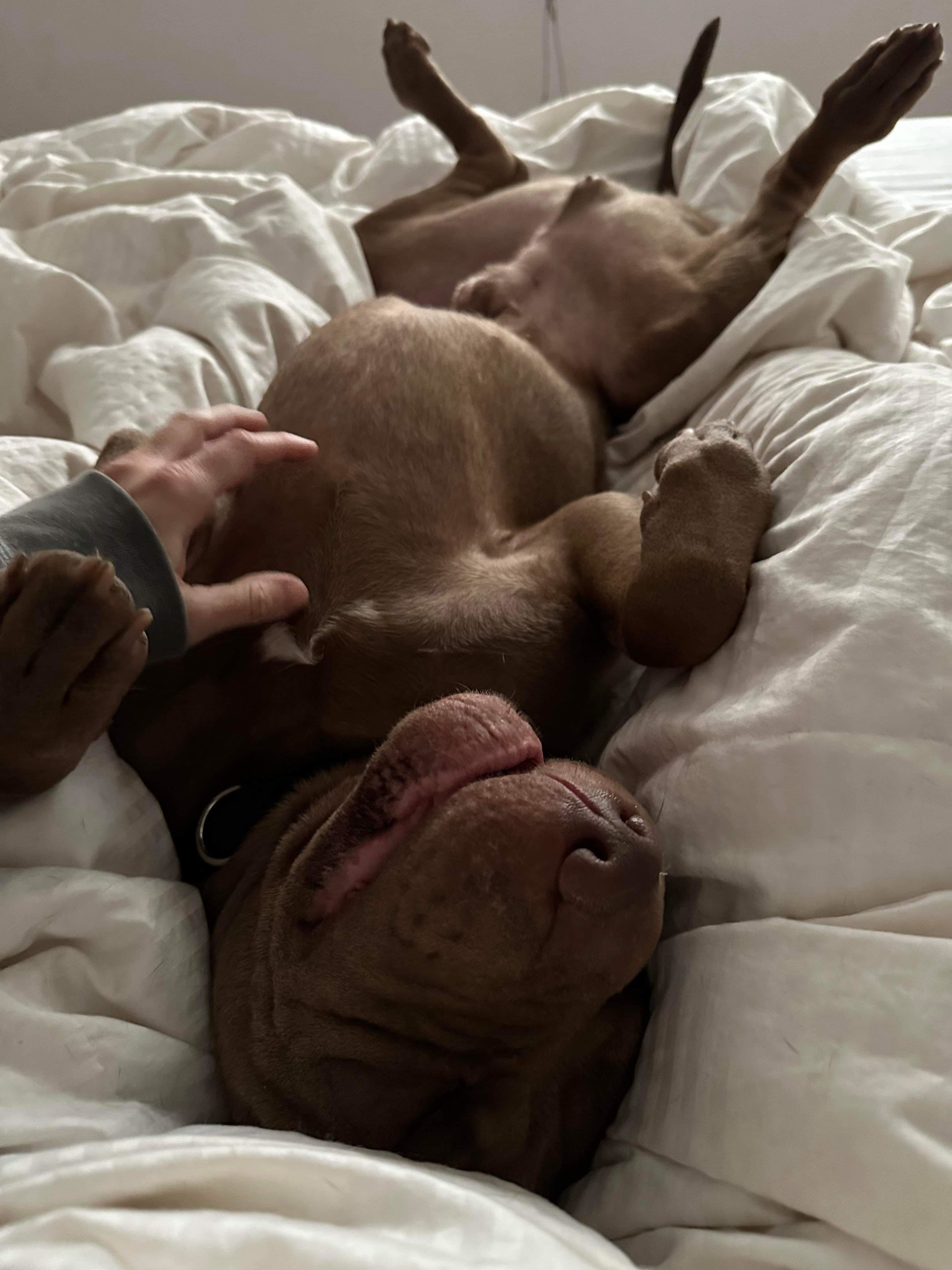 Max, a Adoptable mixed breed in Detroit, MI image 4/6