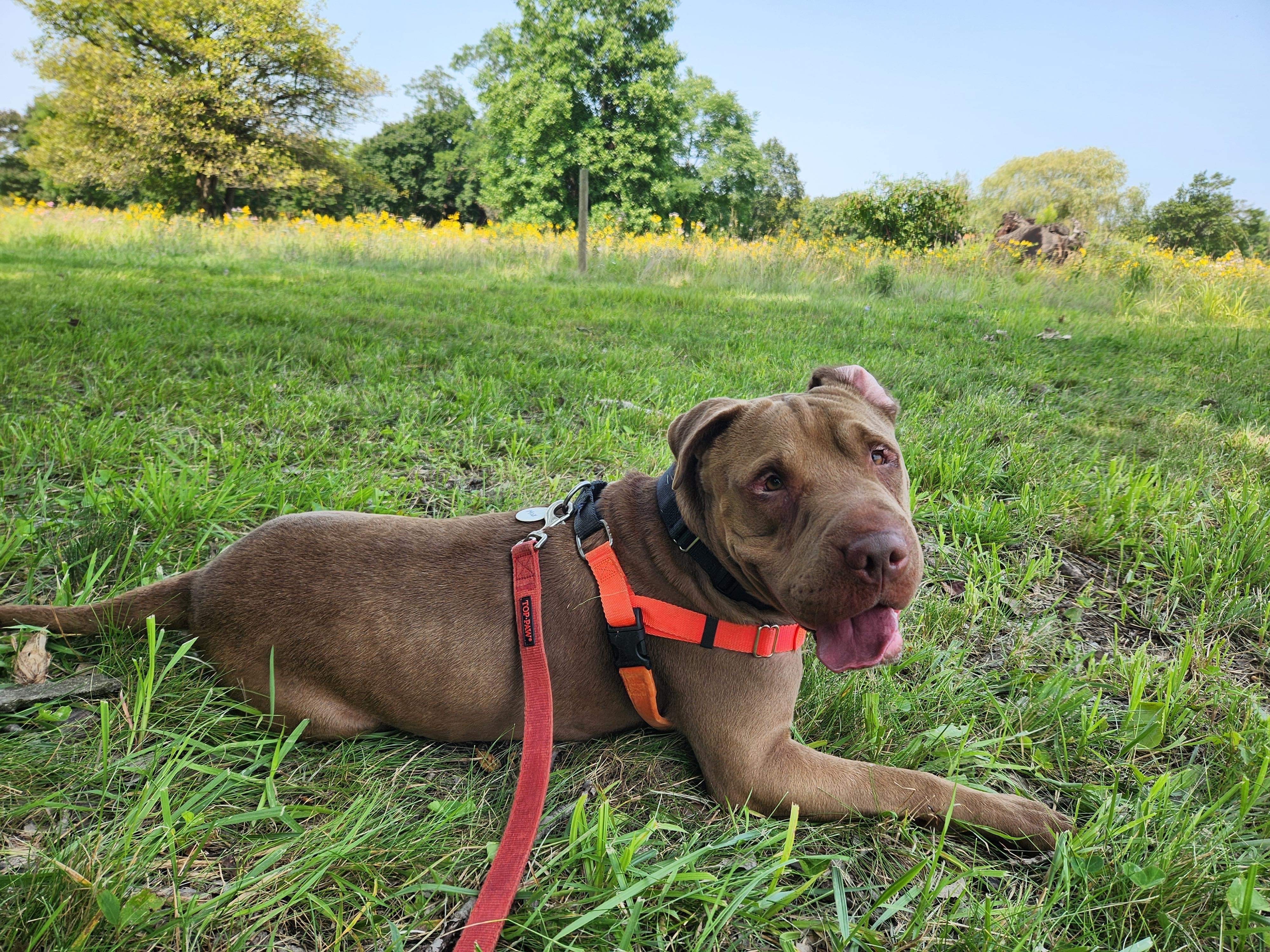 Max, a Adoptable mixed breed in Detroit, MI image 5/6