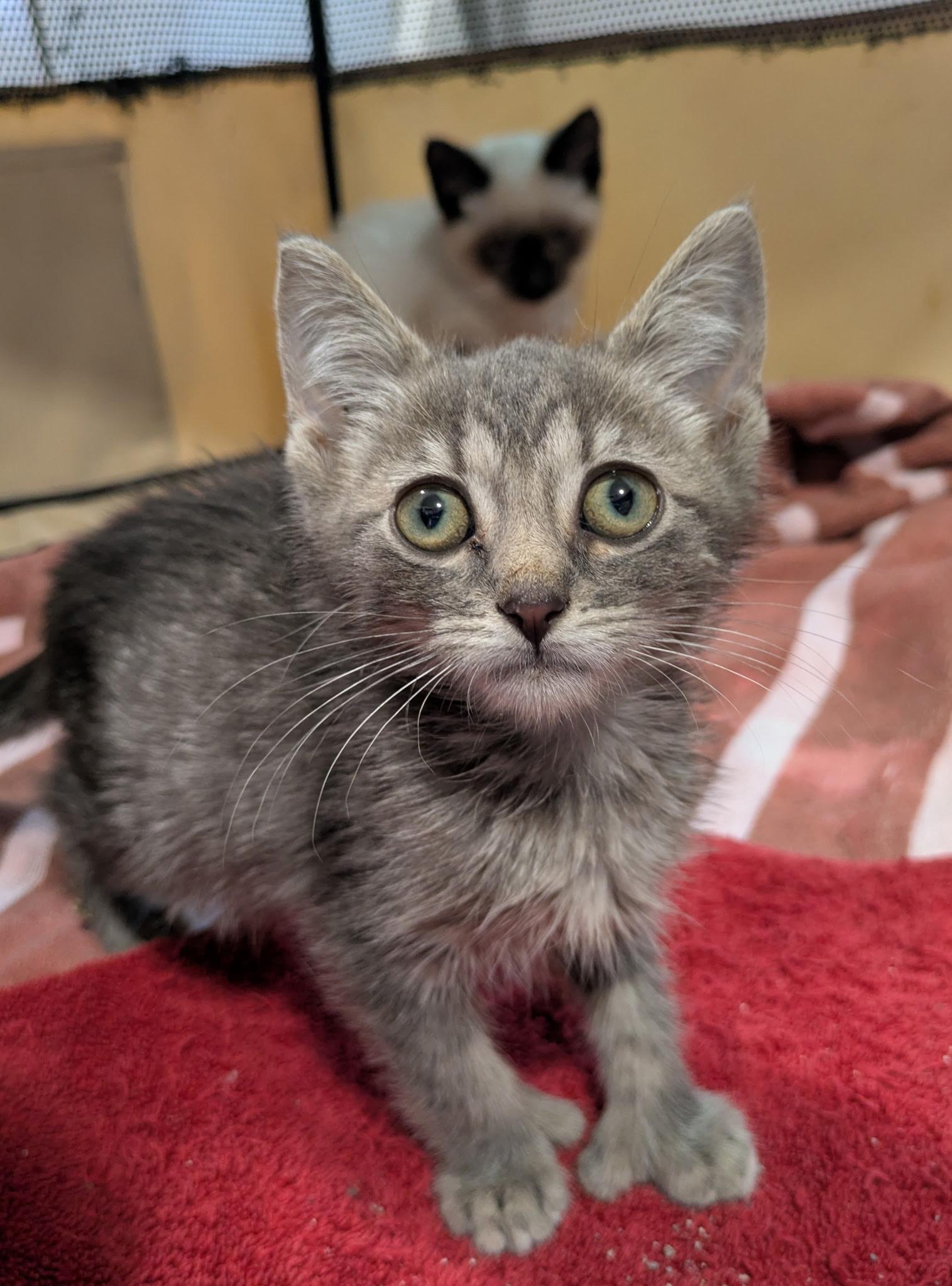 Briar - At Petsmart