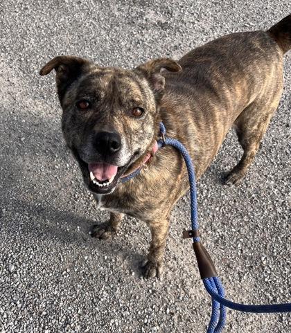 Lucy May Barker, Adoptable, Young Female Dutch Shepherd & Mixed Breed.