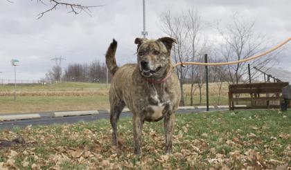 Enlarge Lucy May Barker, a Adoptable mixed breed in Columbus, IN image 1/3