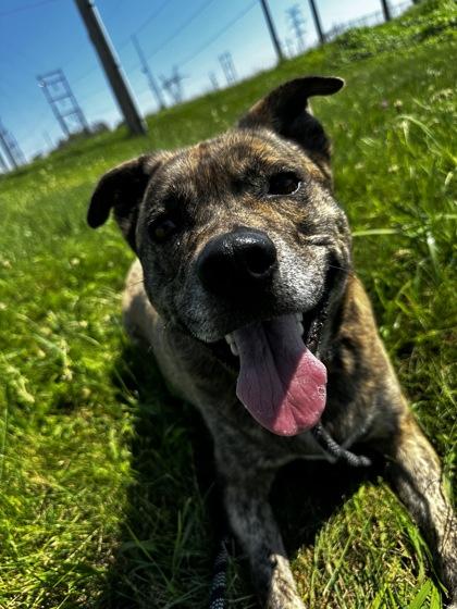 Enlarge Lucy May Barker, a Adoptable mixed breed in Columbus, IN image 2/3