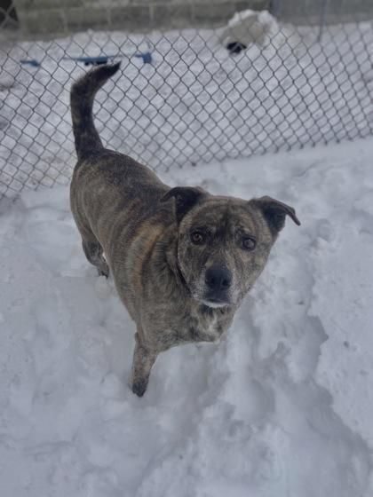 Lucy May Barker, a Adoptable mixed breed in Columbus, IN image 2/3