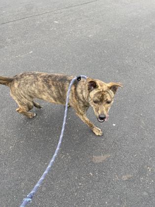 Lucy May Barker, Adoptable, Young Female Dutch Shepherd & Mixed Breed.
