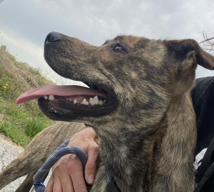 Lucy May Barker, a Adoptable mixed breed in Columbus, IN image 3/3
