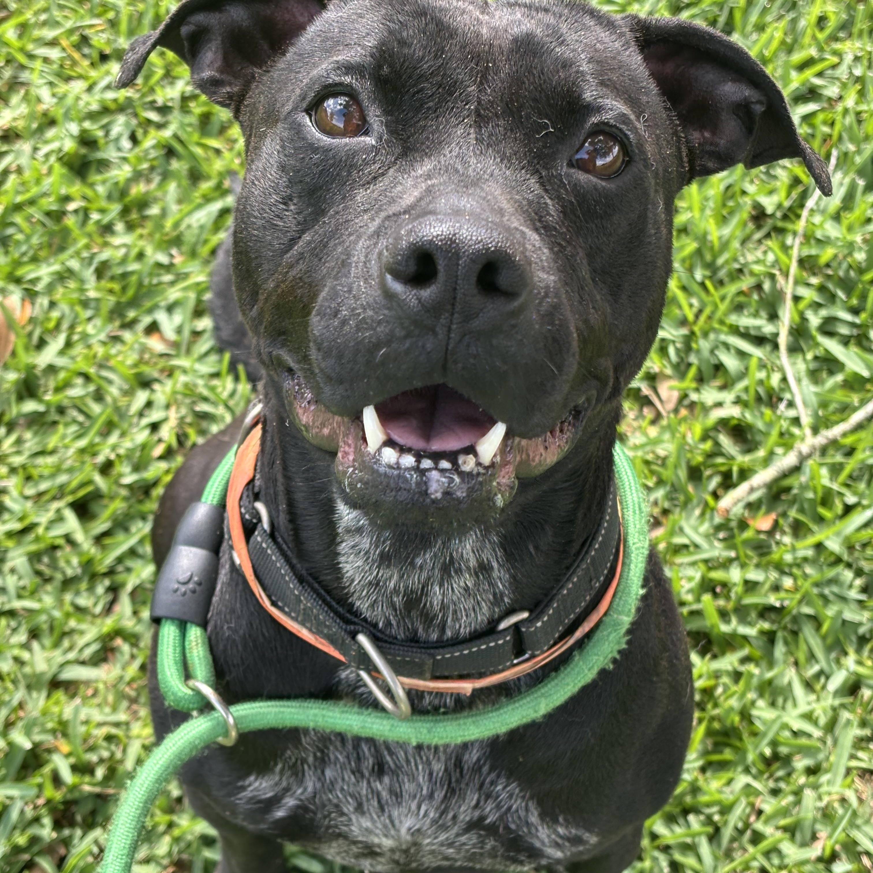 Adorable, an adopted mixed breed in Brattleboro, VT image 4/6