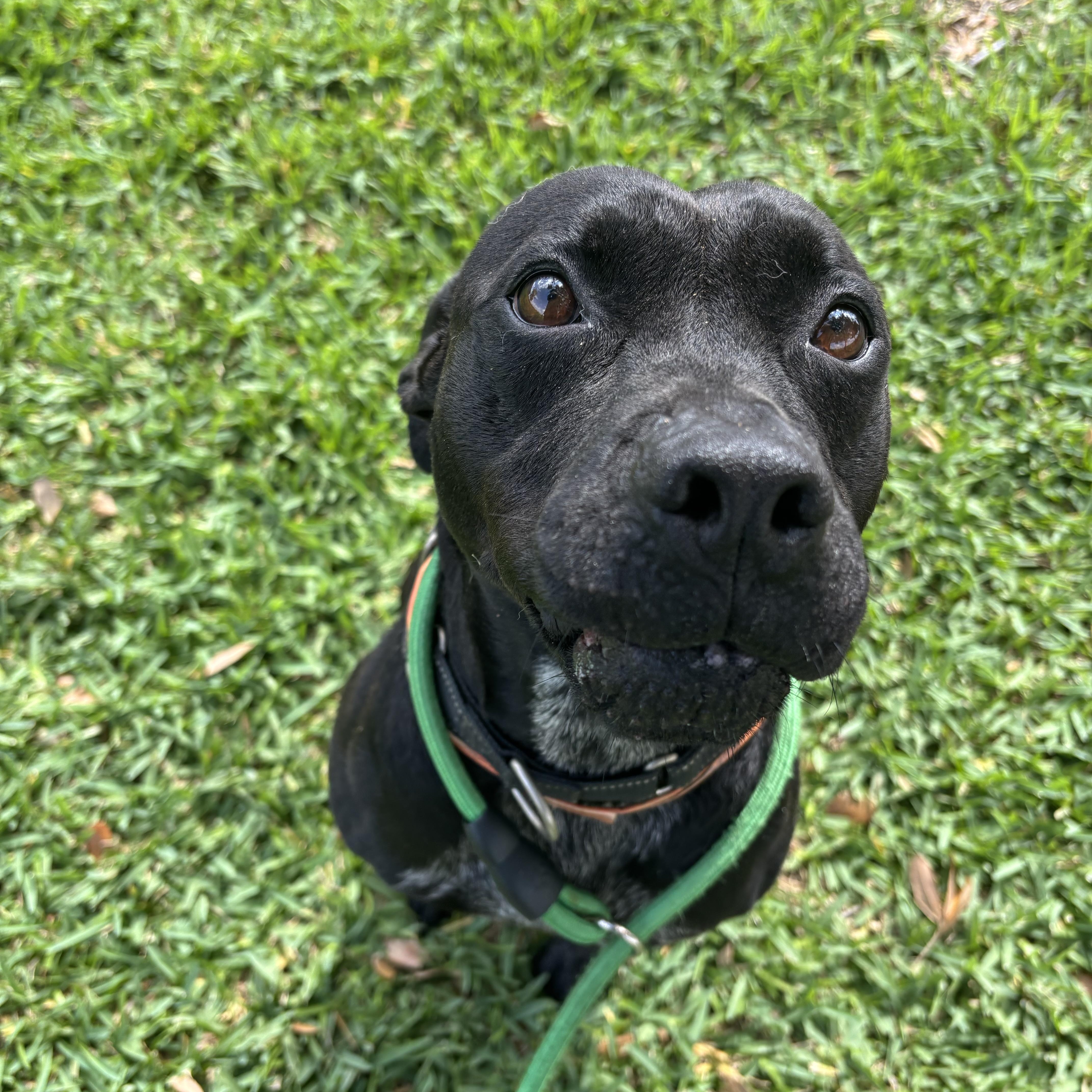 Adorable, an adopted mixed breed in Brattleboro, VT image 2/6