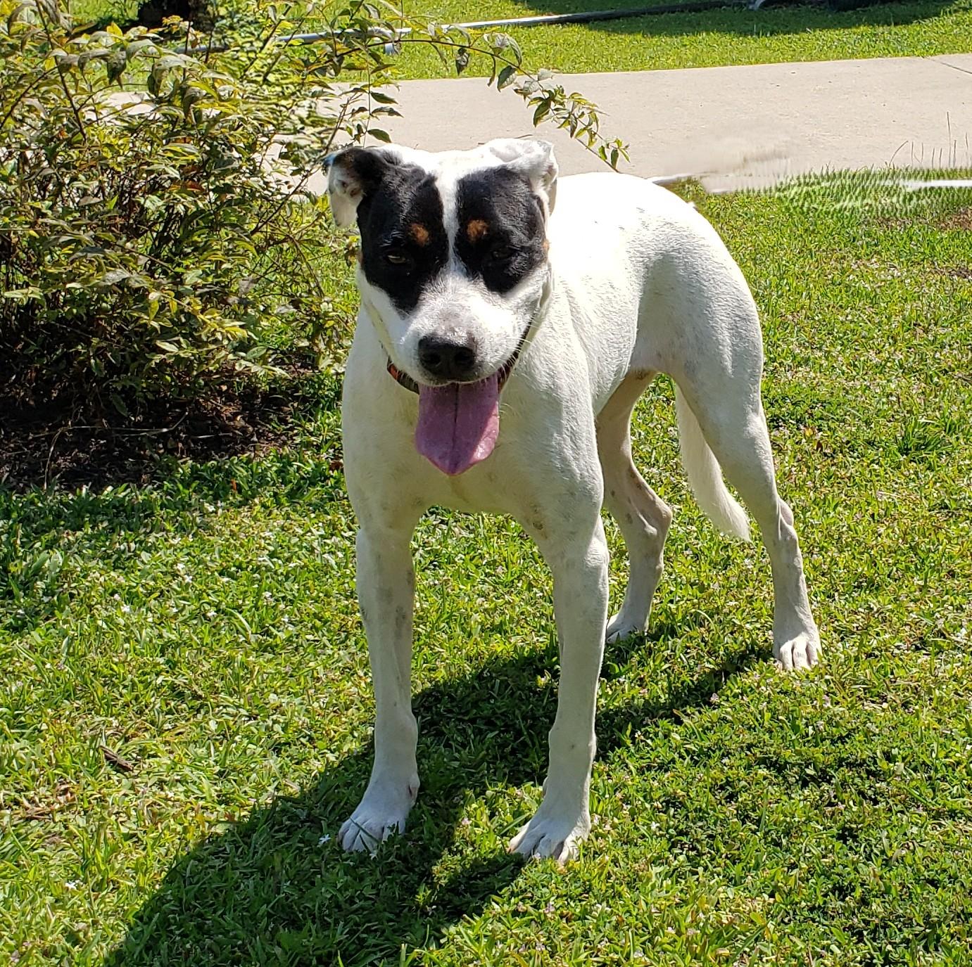 Enlarge Panda, a Adoptable mixed breed in Slidell, LA image 1/3