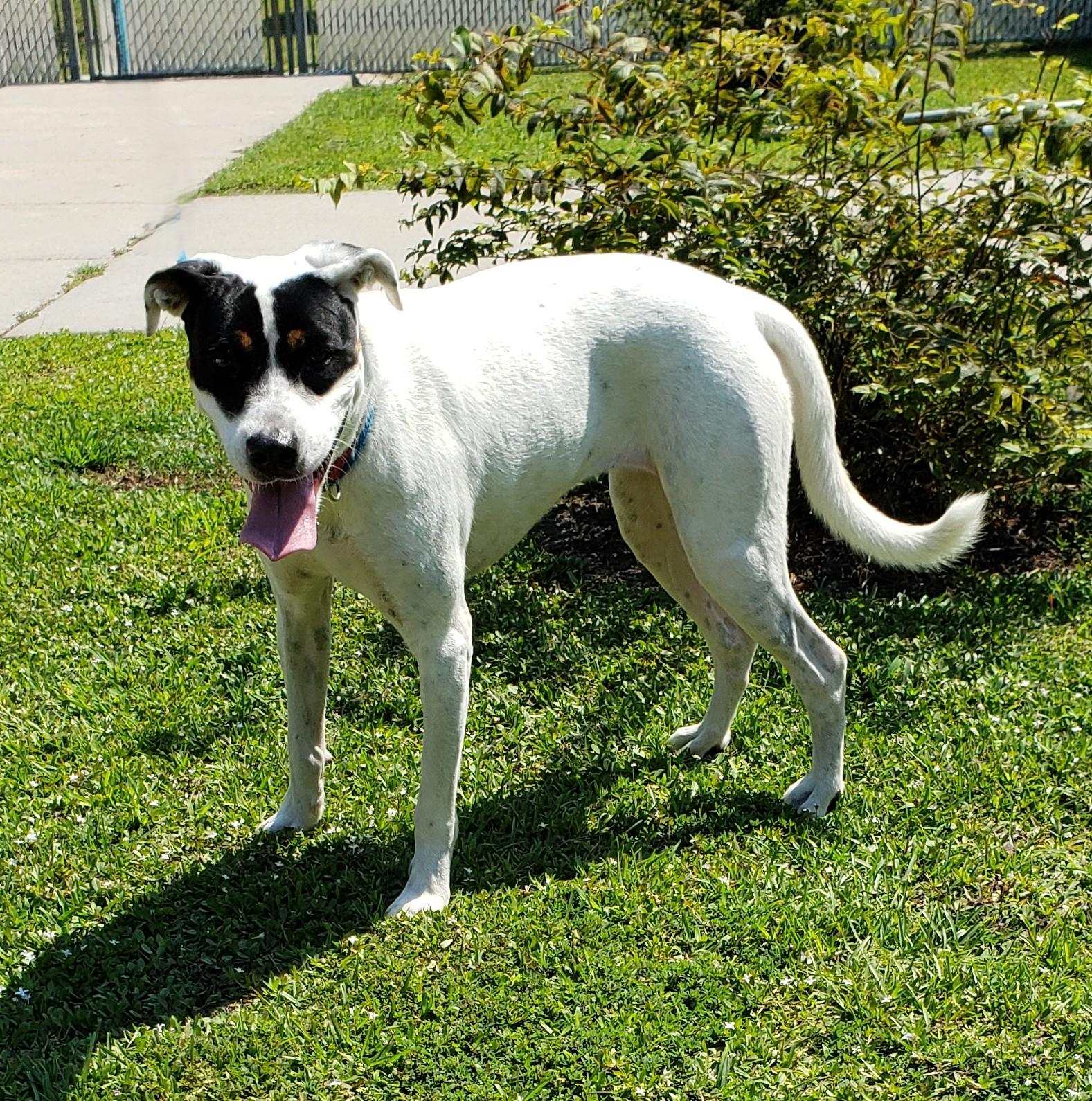 Enlarge Panda, a Adoptable mixed breed in Slidell, LA image 2/3