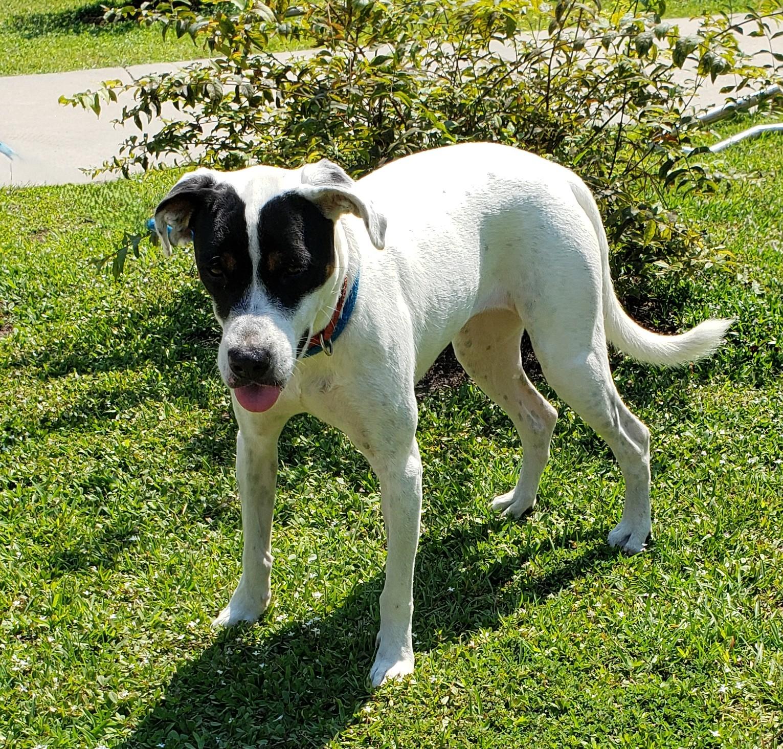 Enlarge Panda, a Adoptable mixed breed in Slidell, LA image 3/3
