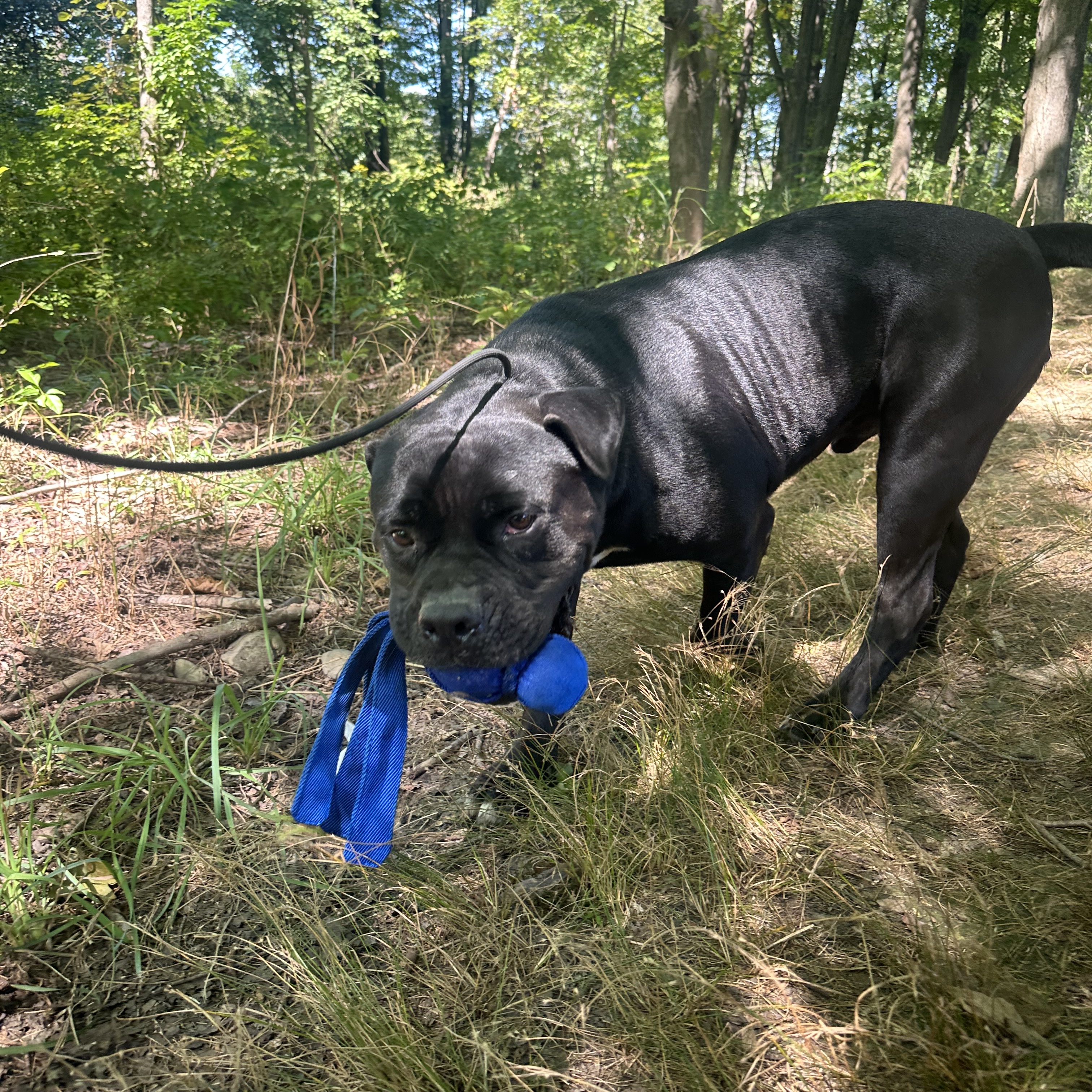 Enlarge Bubba, a Adoptable mixed breed in New Windsor, NY image 2/3