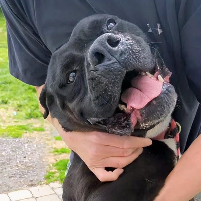 Enlarge Bubba, a Adoptable mixed breed in New Windsor, NY image 1/3