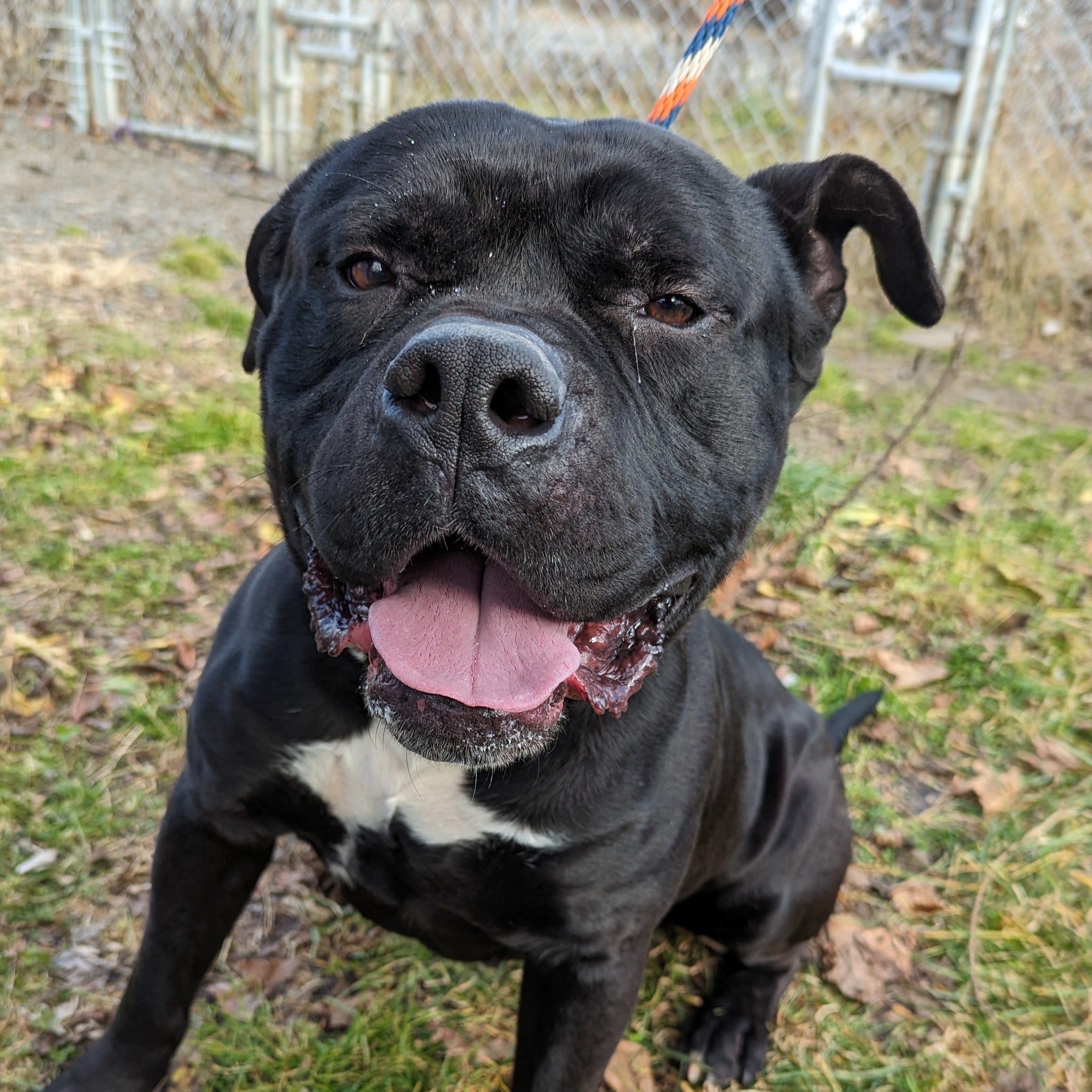 Enlarge Bubba, a Adoptable mixed breed in New Windsor, NY image 3/3