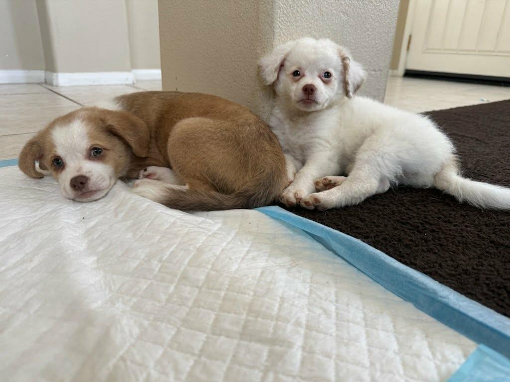 Amy, Adopted, Puppy Female Papillon & Terrier.