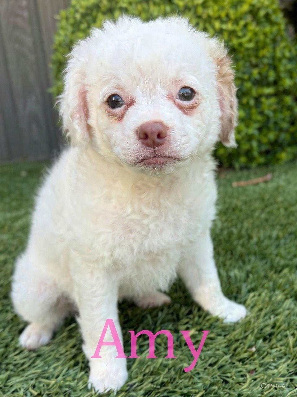 Enlarge Amy, a Adopted mixed breed in Mission Viejo, CA image 2/2