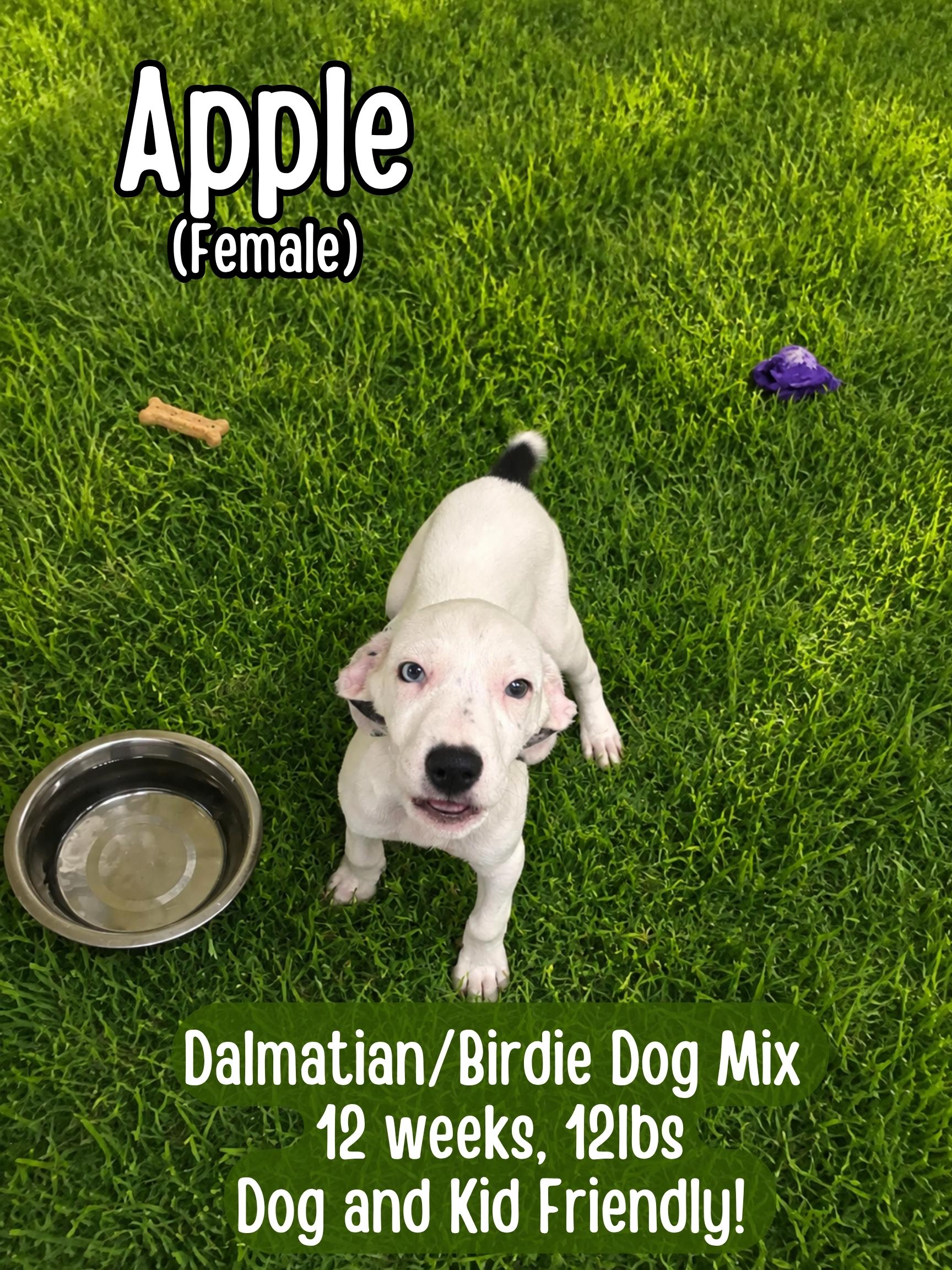 Apple, adopted, Puppy Female Dalmatian.