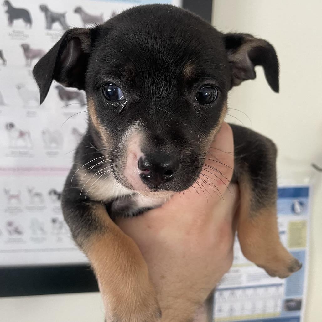 Pup 10, Adoptable, Puppy Male Rat Terrier & Mixed Breed.