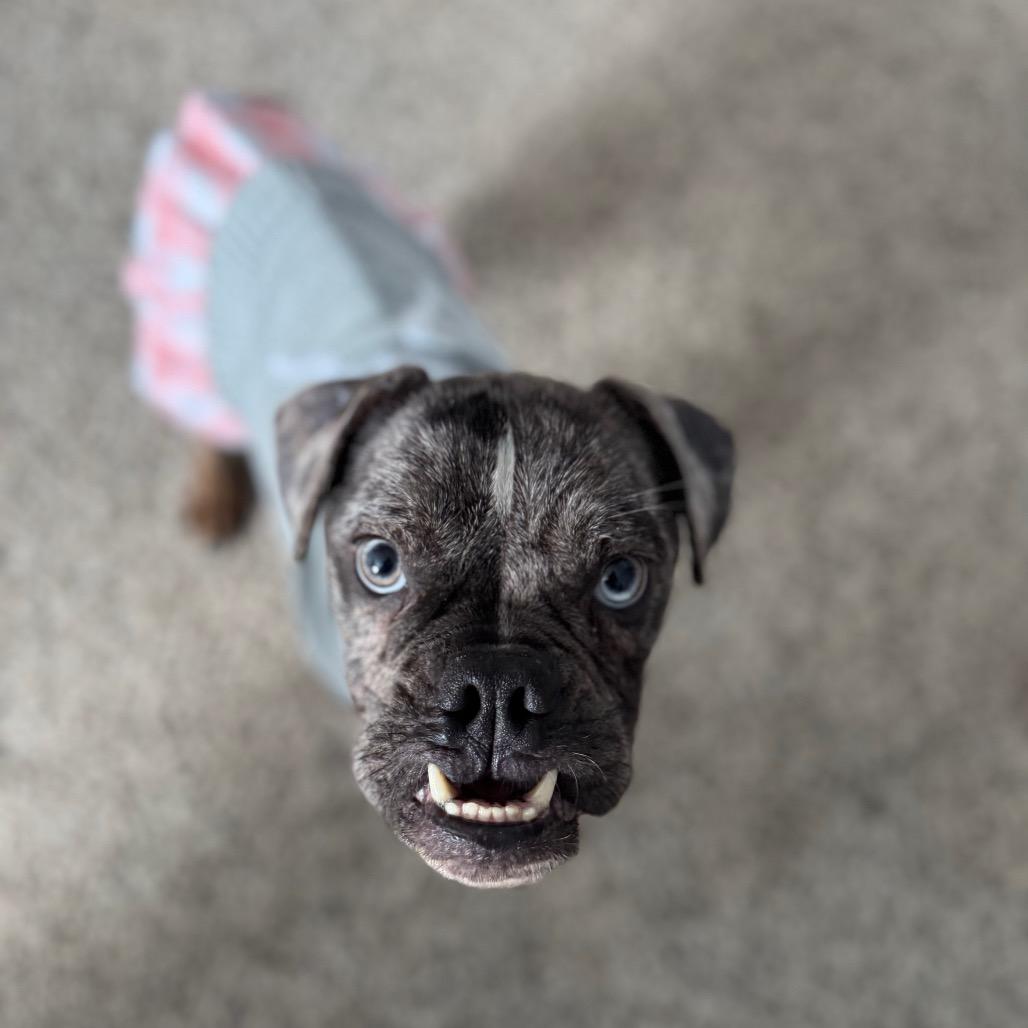 Tina, Adoptable, Adult Female French Bulldog.