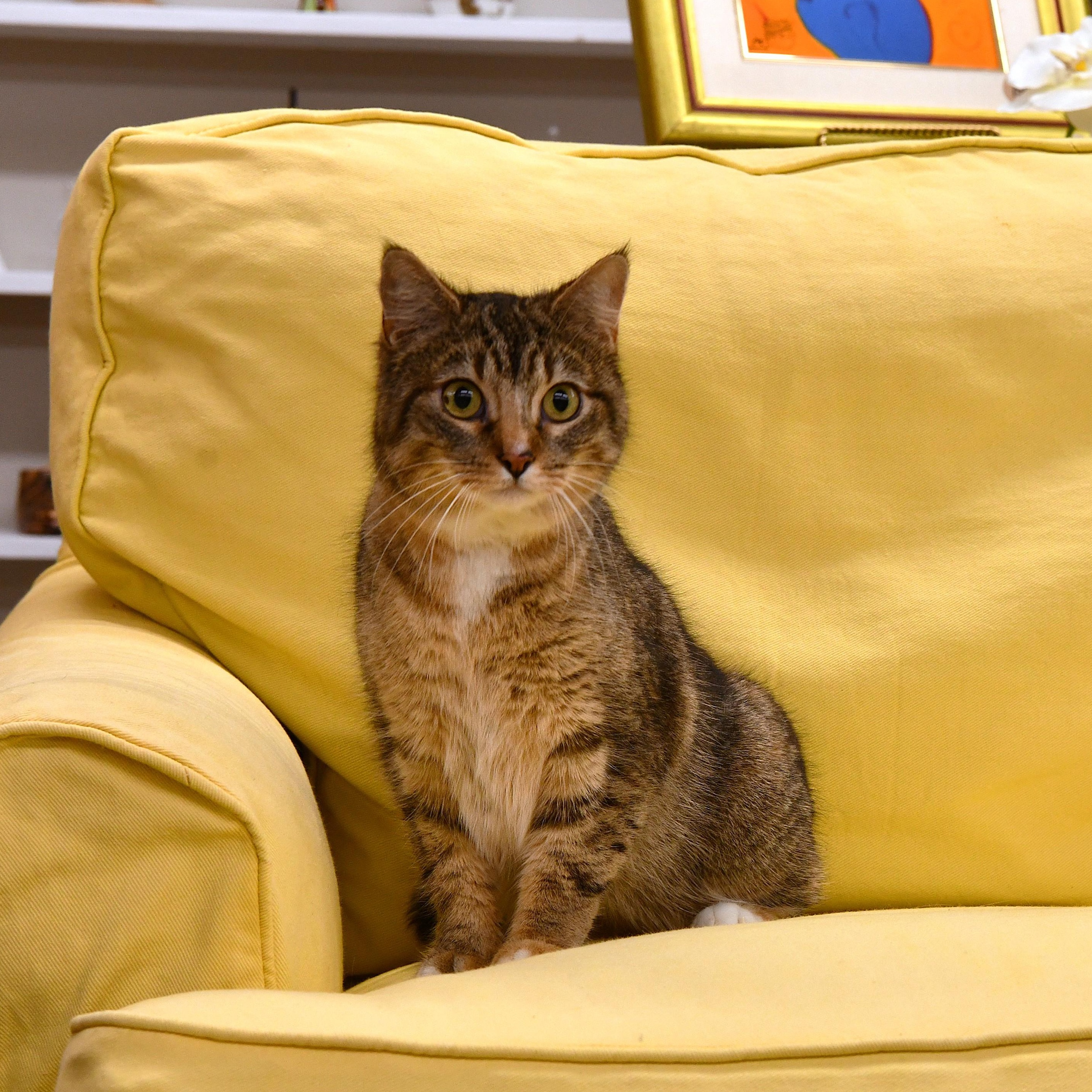 Enlarge Harper, a ADOPTABLE Domestic Short Hair in Fairhope, AL image 2/2