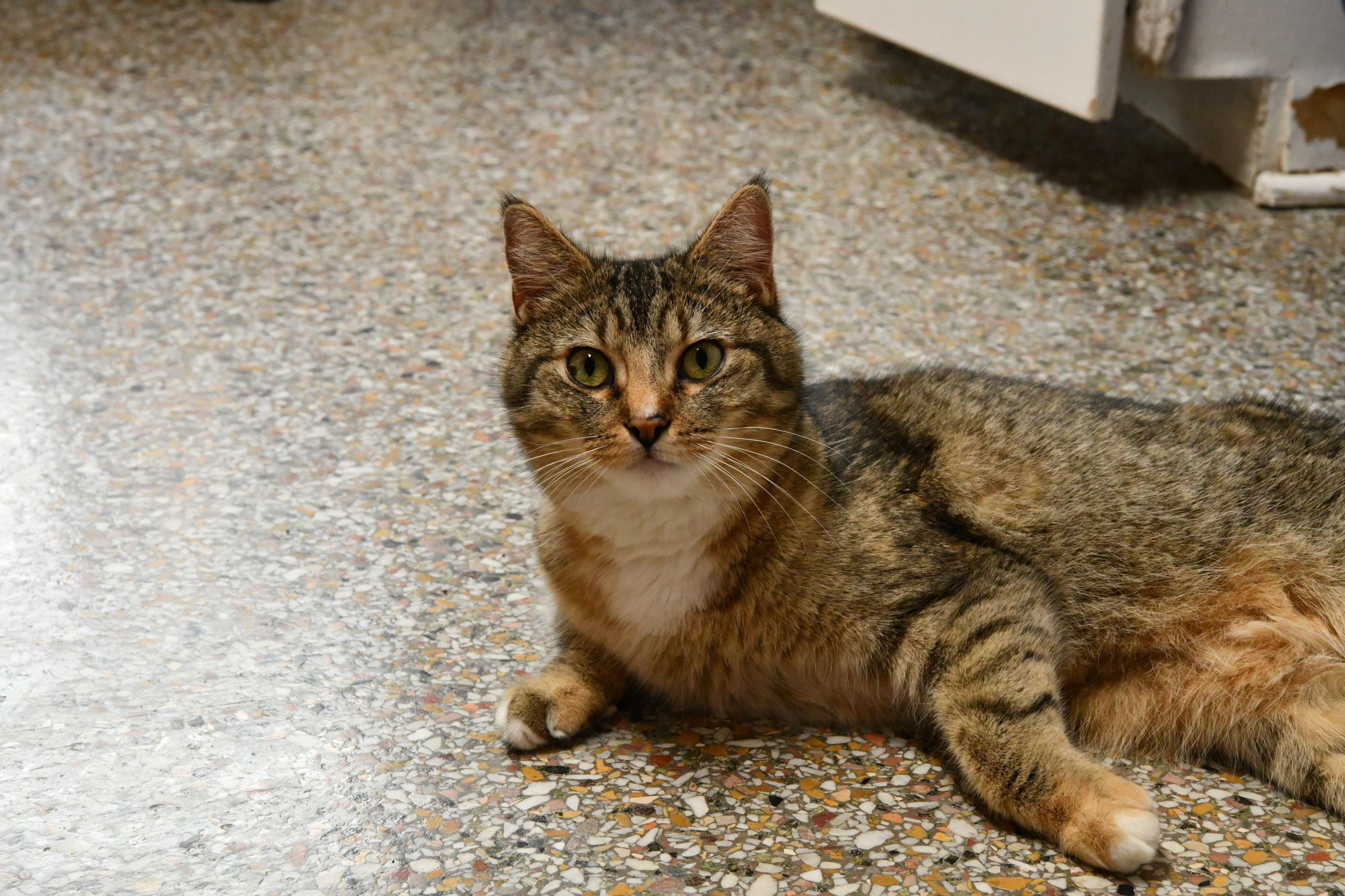 Harper, ADOPTABLE, Adult Female Domestic Short Hair.