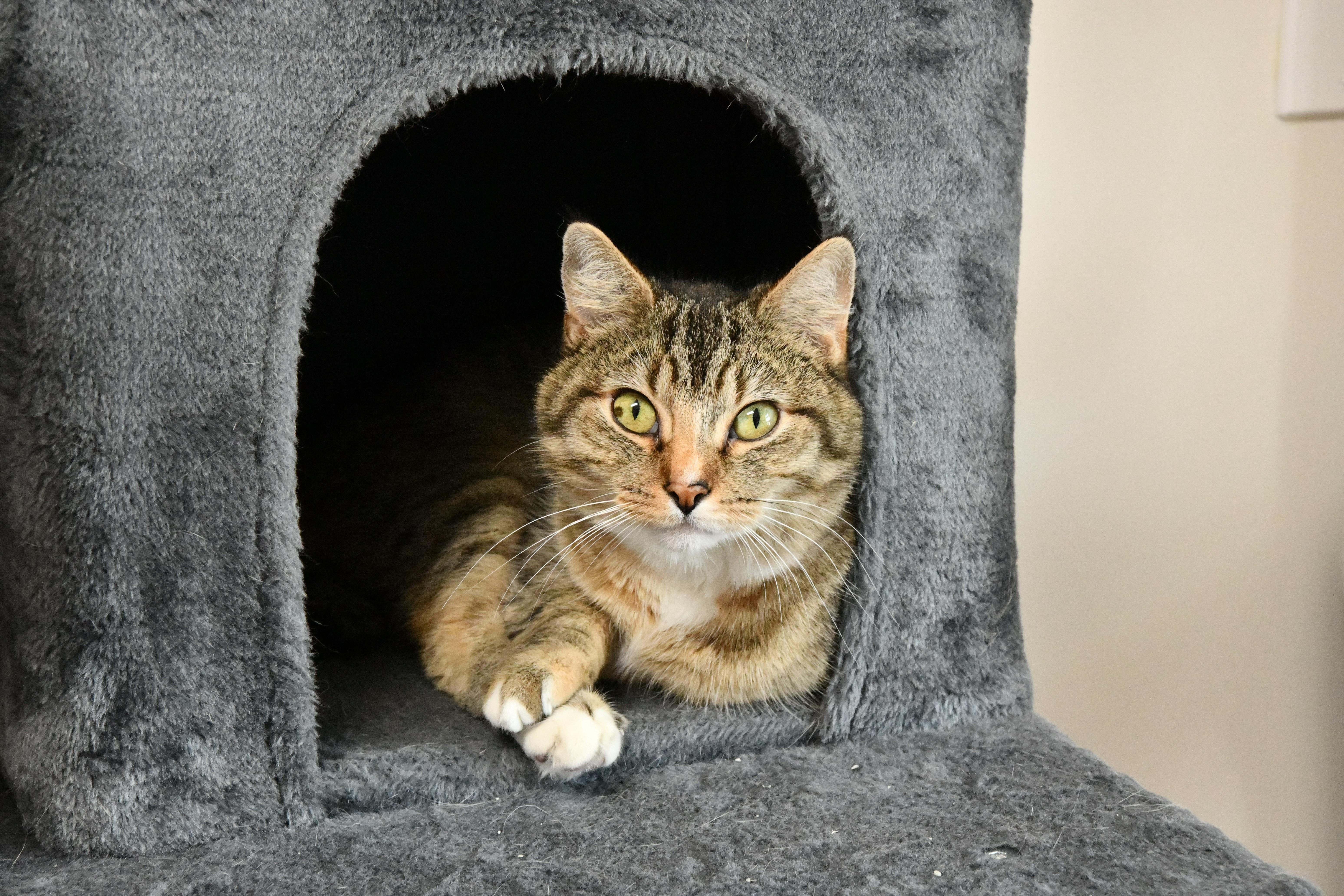 Harper, ADOPTABLE, Adult Female Domestic Short Hair.