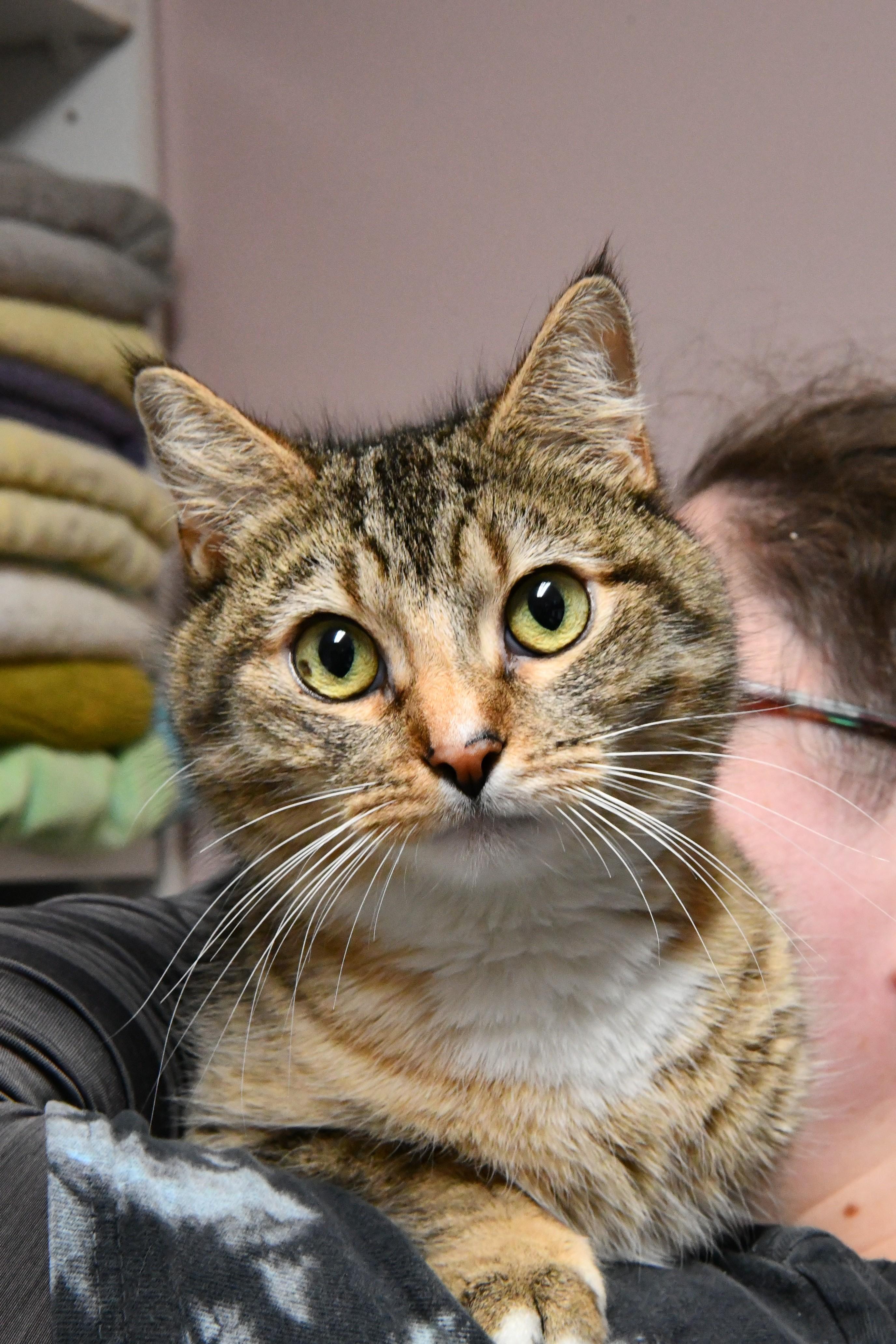 Enlarge Harper, a ADOPTABLE Domestic Short Hair in Fairhope, AL image 1/2