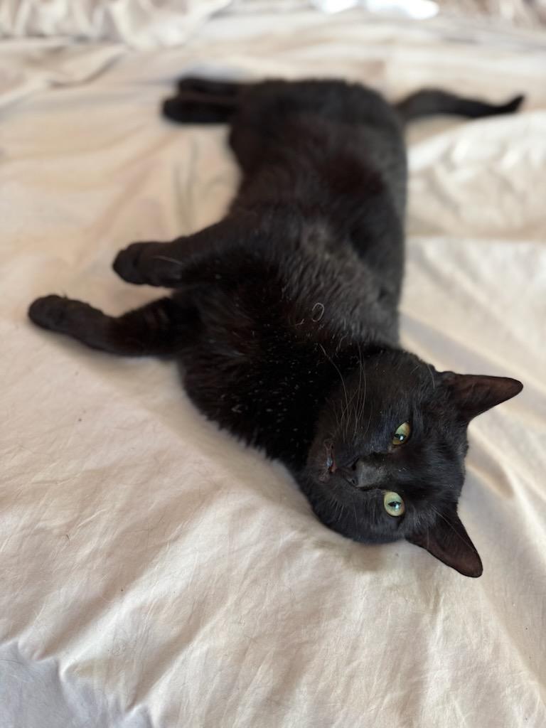 Steak Tartar, a ADOPTABLE Domestic Short Hair in Gaylordsville, CT image 5/5