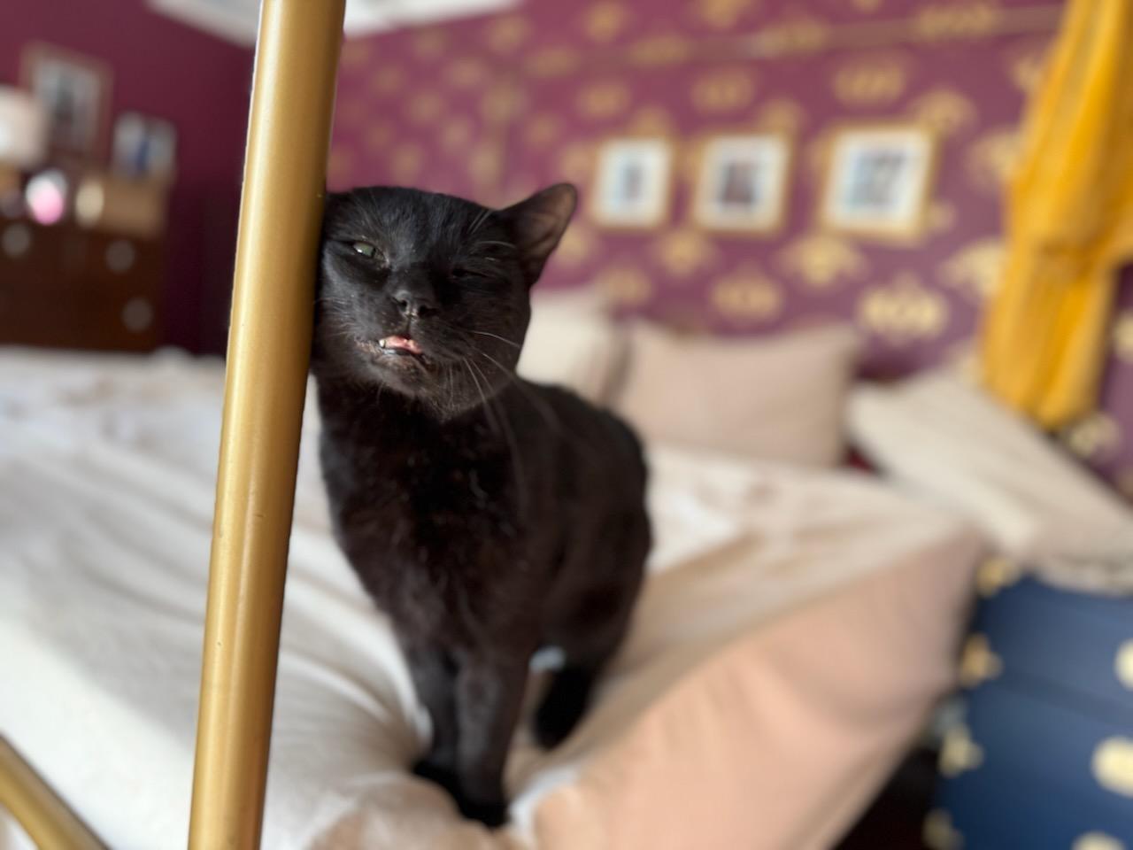 Steak Tartar, a ADOPTABLE Domestic Short Hair in Gaylordsville, CT image 2/5
