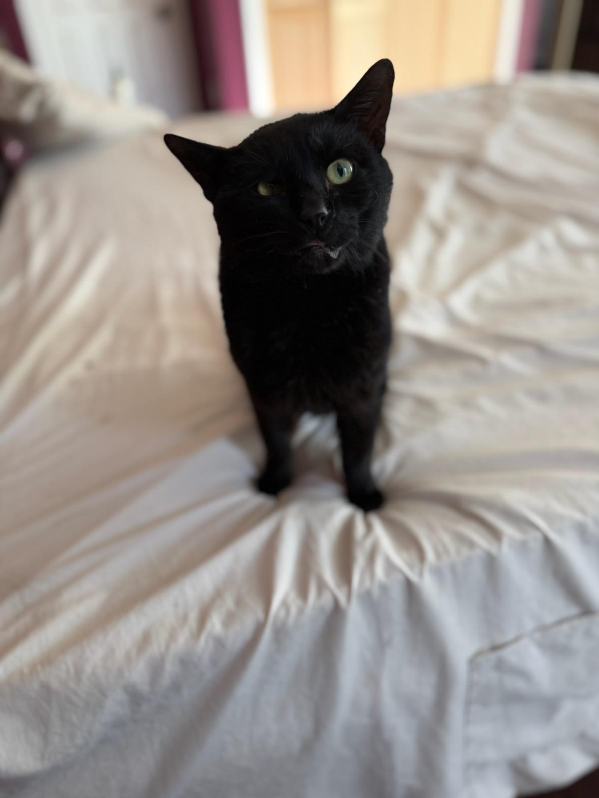 Steak Tartar, a ADOPTABLE Domestic Short Hair in Gaylordsville, CT image 3/5