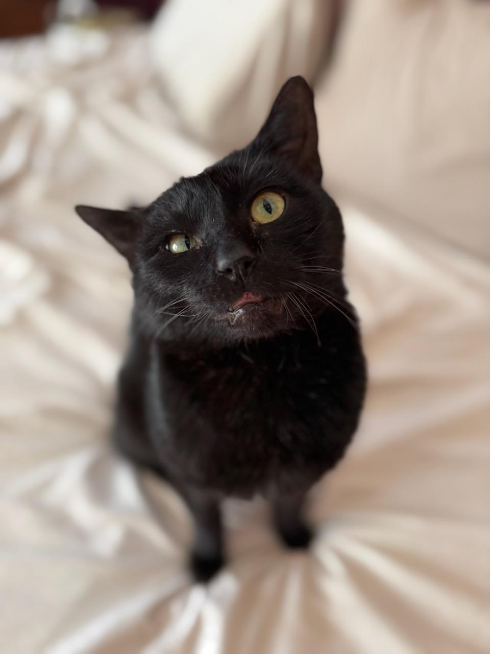 Steak Tartar, ADOPTABLE, Adult Male Domestic Short Hair.