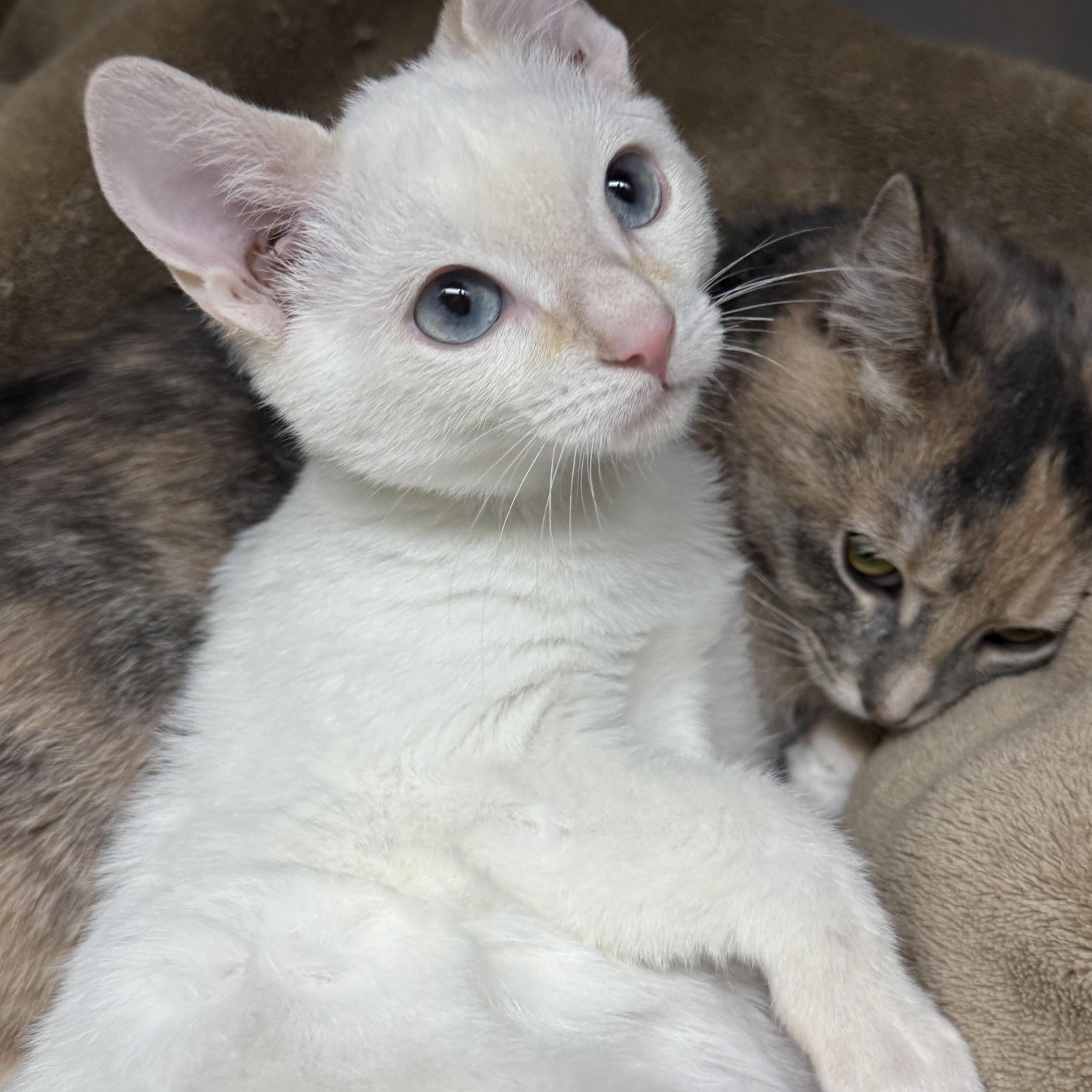 Enlarge Flame & Cayenne (bonded bffs), a Adoptable Domestic Short Hair in Frewsburg, NY image 3/5