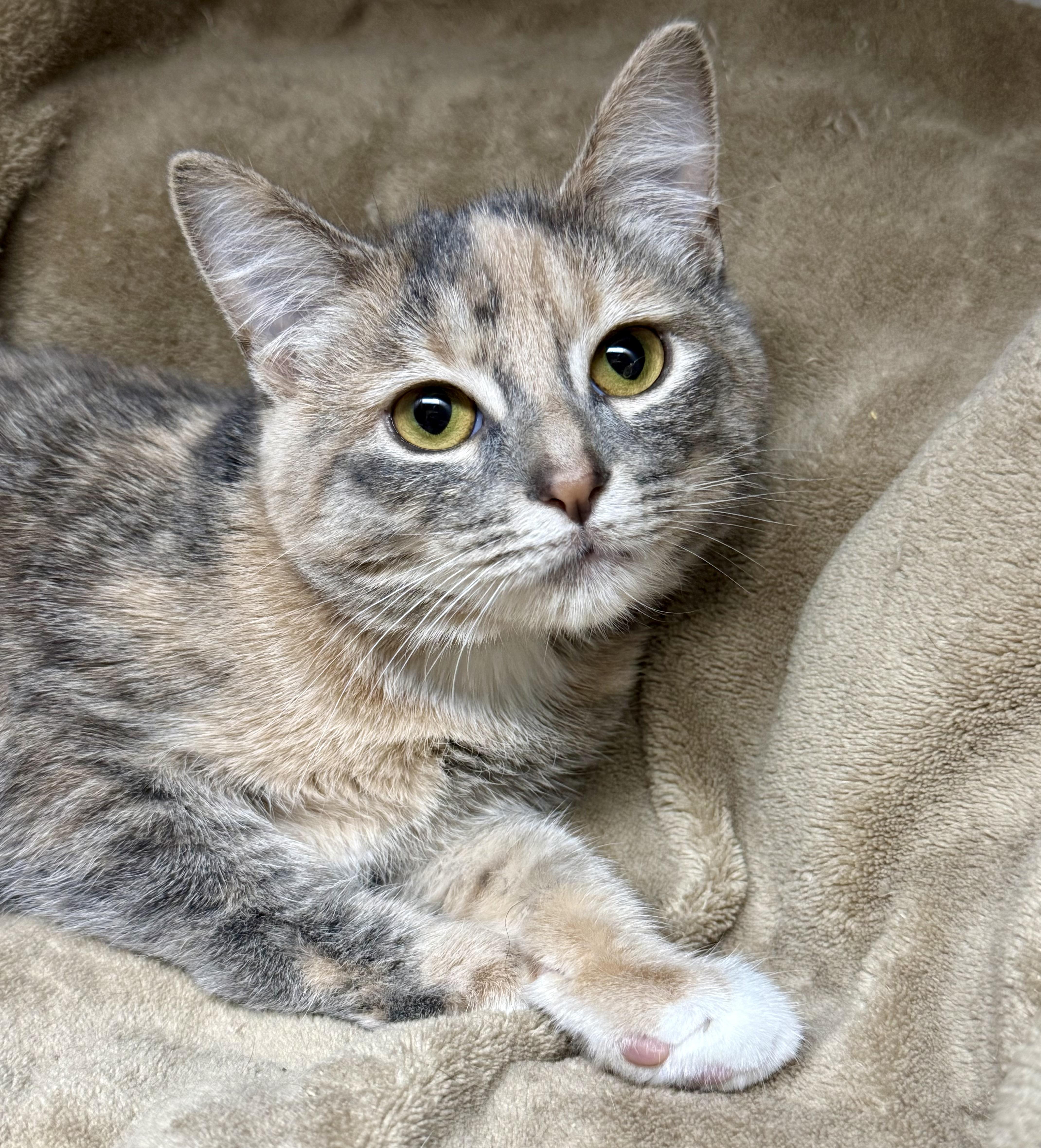 Enlarge Flame & Cayenne (bonded bffs), a Adoptable Domestic Short Hair in Frewsburg, NY image 2/5