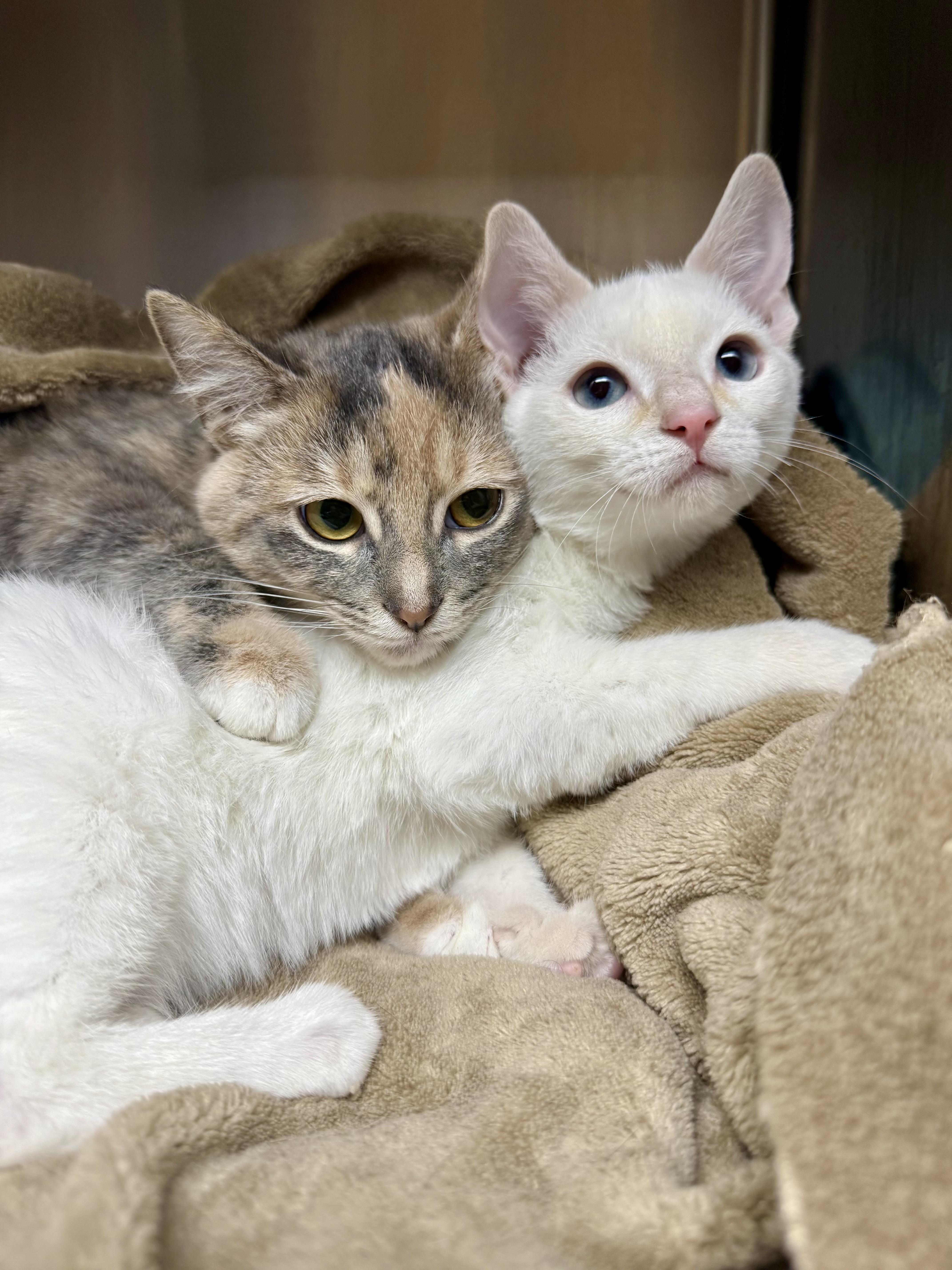 Enlarge Flame & Cayenne (bonded bffs), a Adoptable Domestic Short Hair in Frewsburg, NY image 5/5