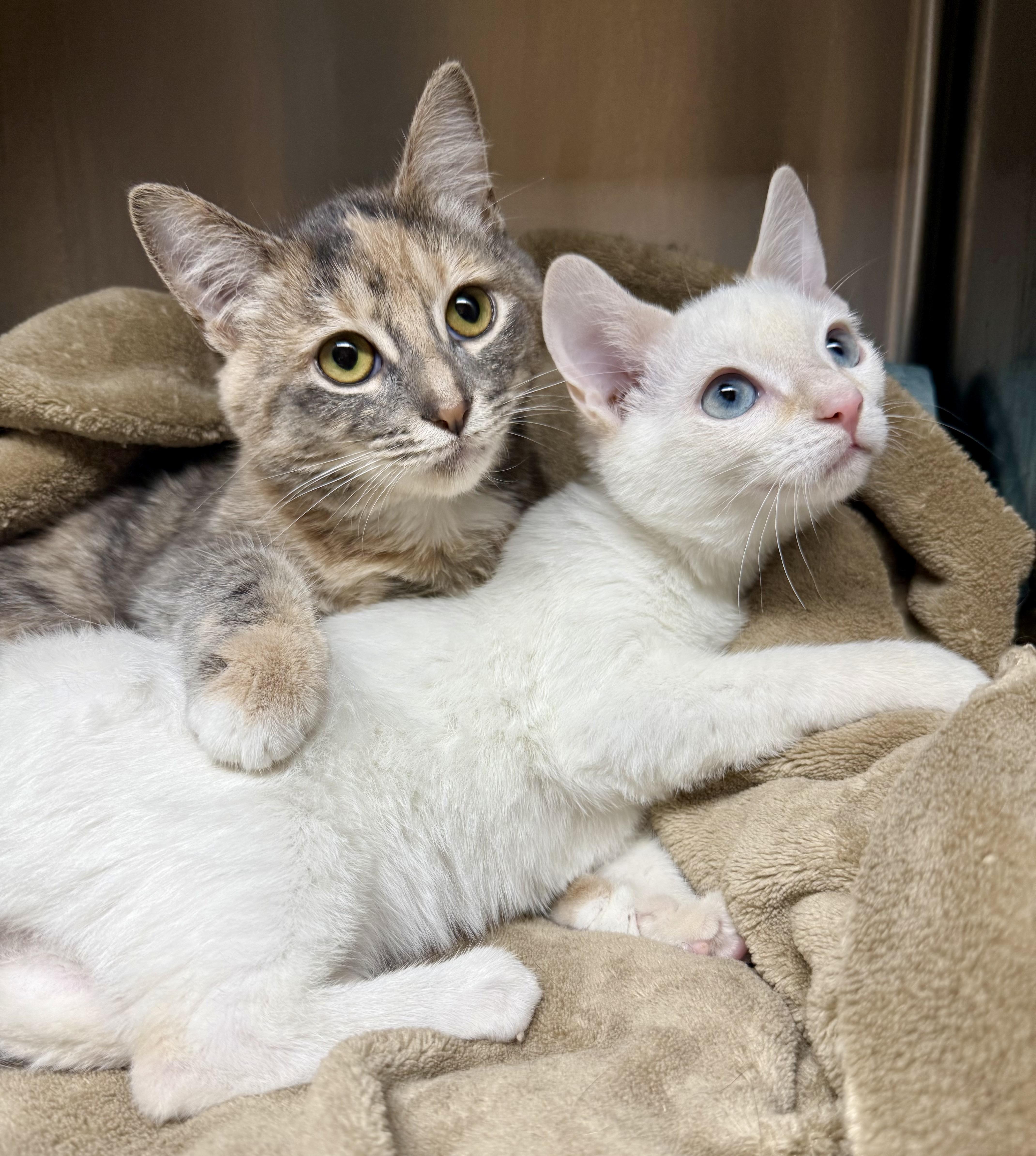 Enlarge Flame & Cayenne (bonded bffs), a Adoptable Domestic Short Hair in Frewsburg, NY image 4/5