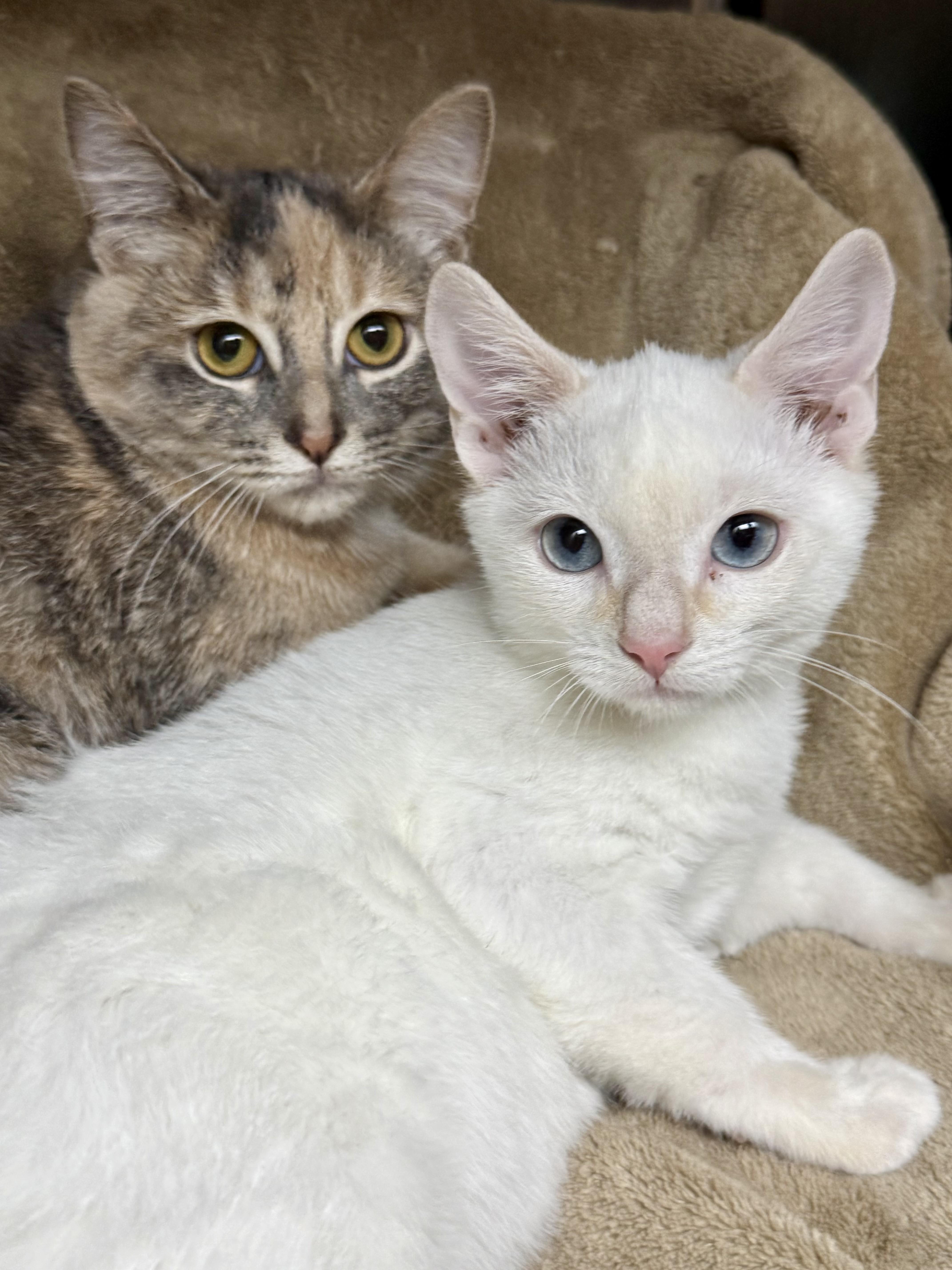 Enlarge Flame & Cayenne (bonded bffs), a Adoptable Domestic Short Hair in Frewsburg, NY image 1/5