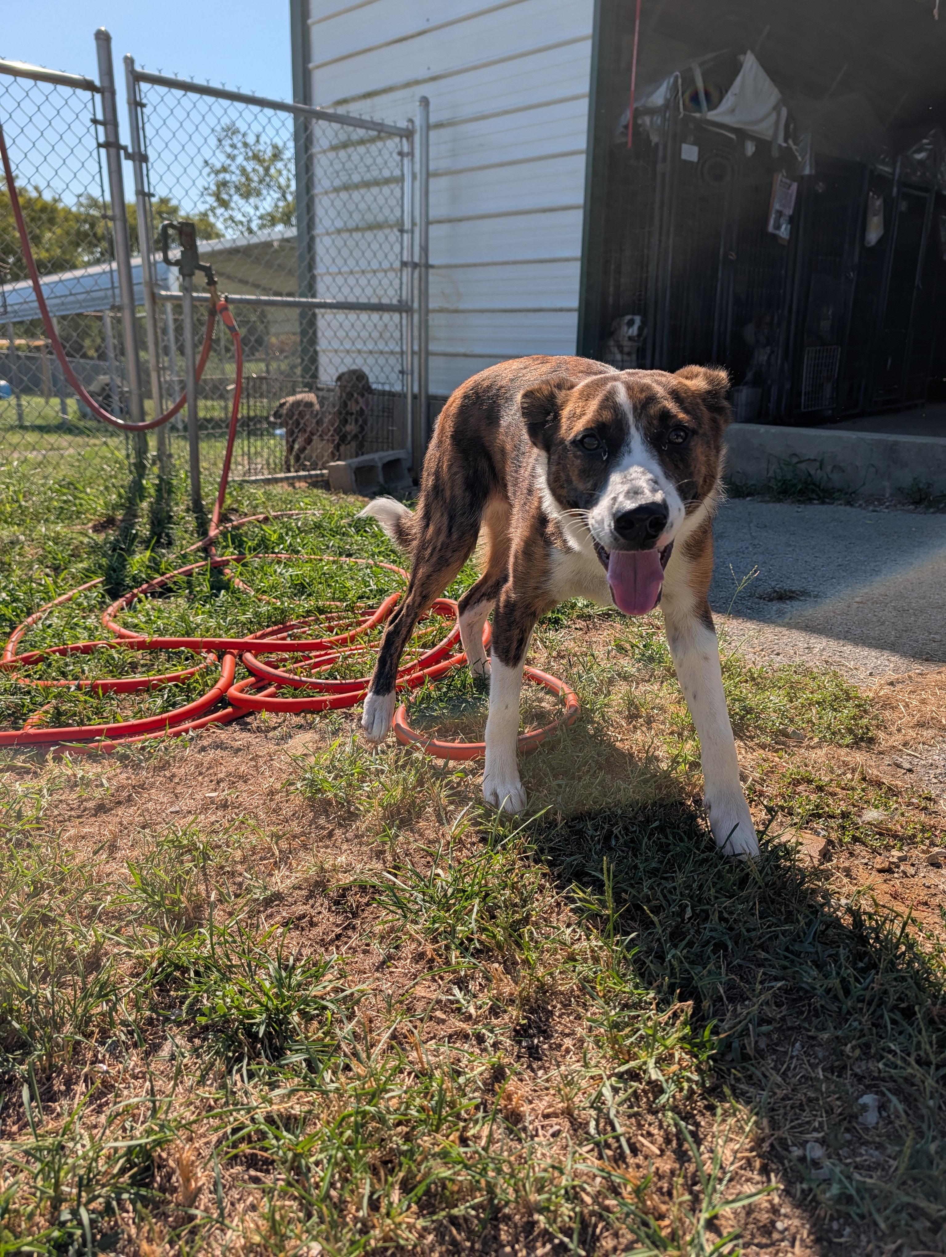 Enlarge Milo, a Adoptable mixed breed in Lewisburg, TN image 4/4
