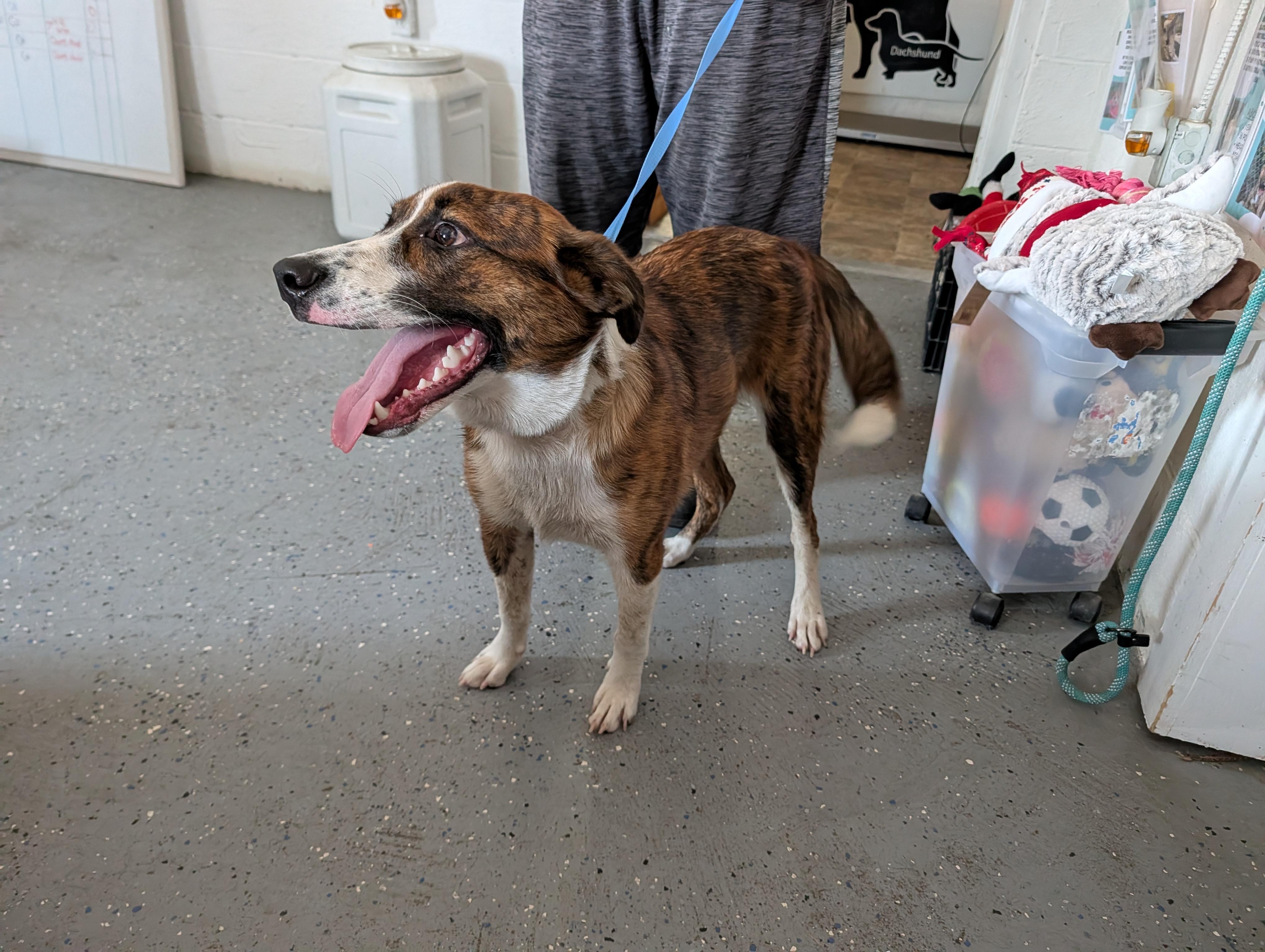 Enlarge Milo, a Adoptable mixed breed in Lewisburg, TN image 2/4