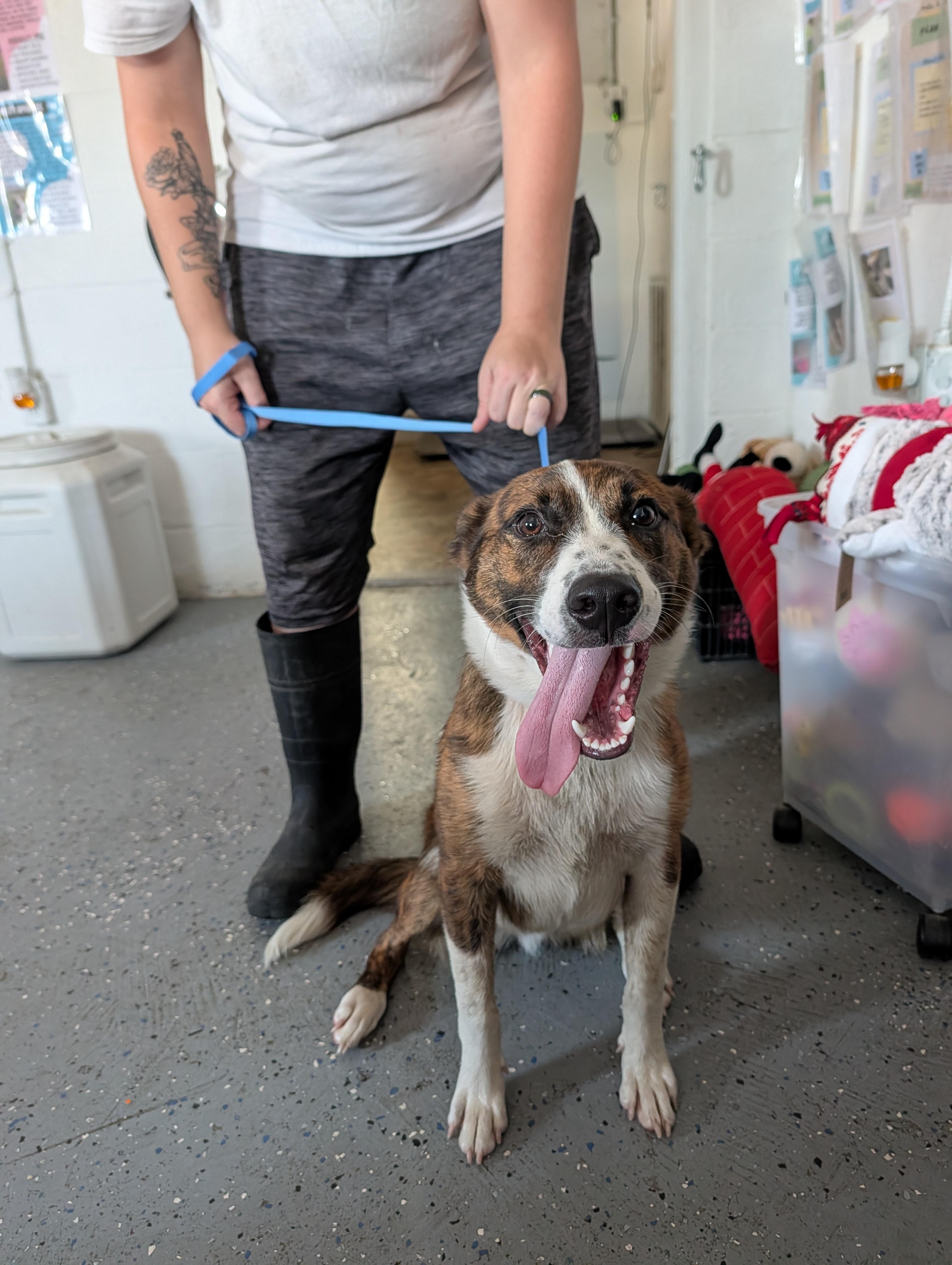Milo, Adoptable, Young Male Boxer & Cattle Dog.
