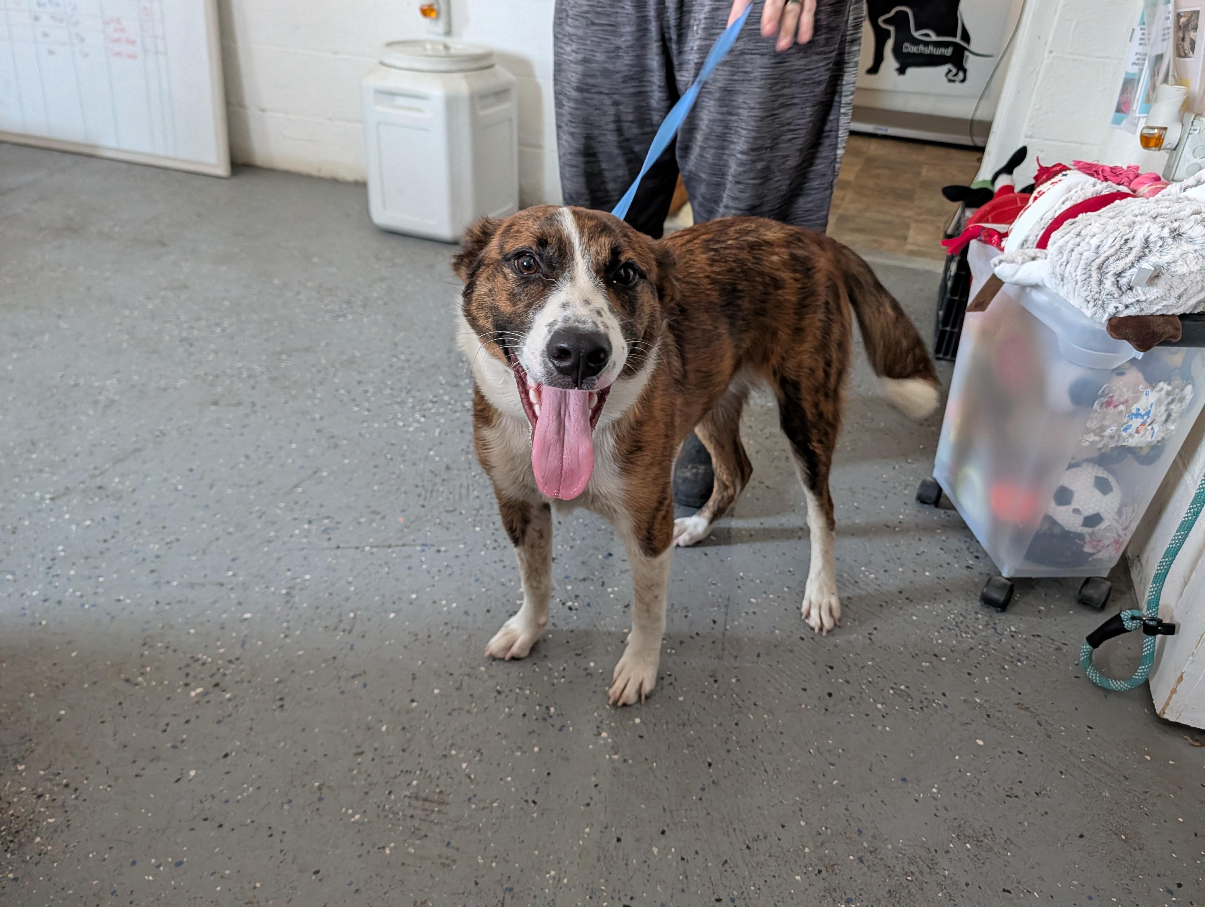 Enlarge Milo, a Adoptable mixed breed in Lewisburg, TN image 3/4