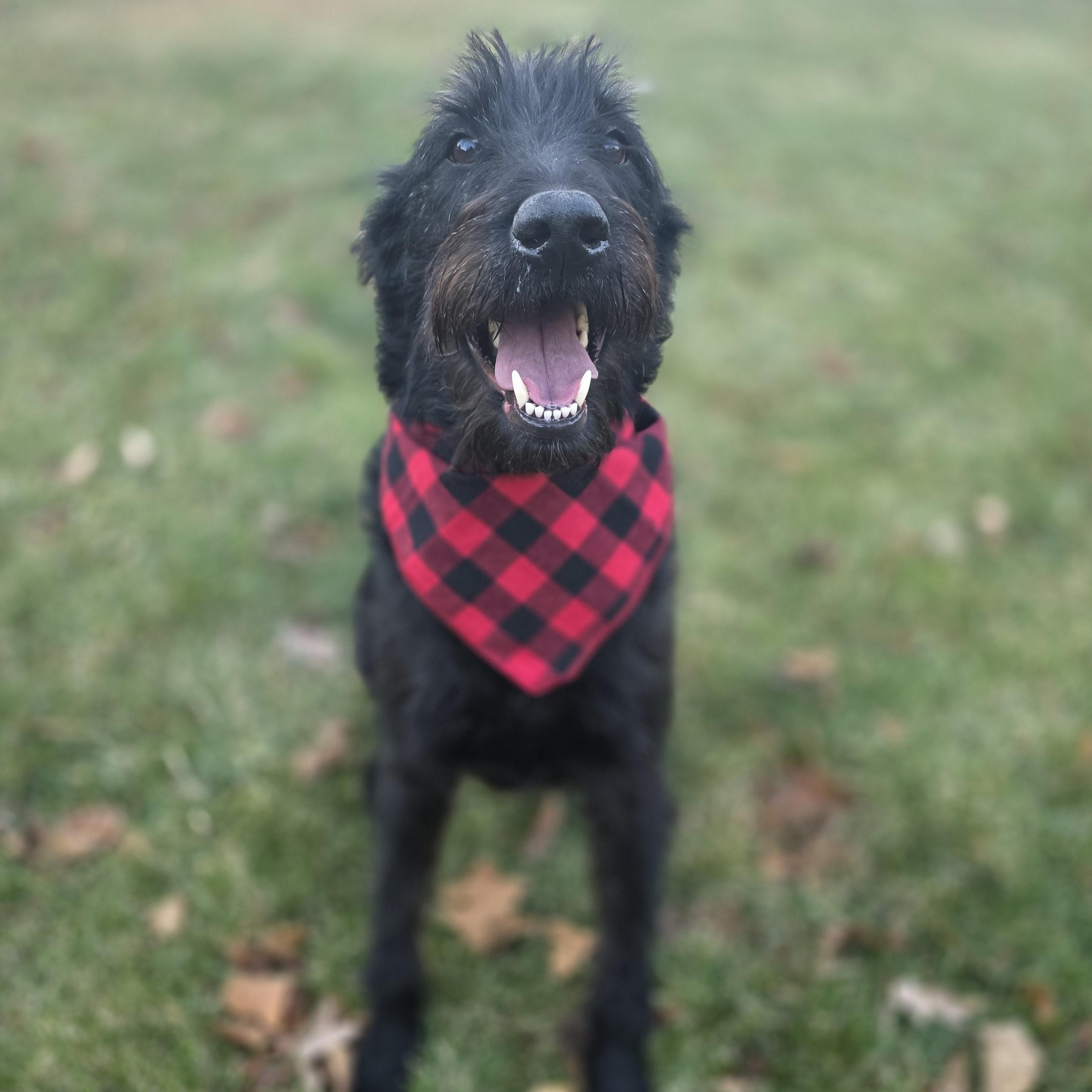 Dracko, Adoptable, Adult Male Poodle & Belgian Shepherd / Malinois.