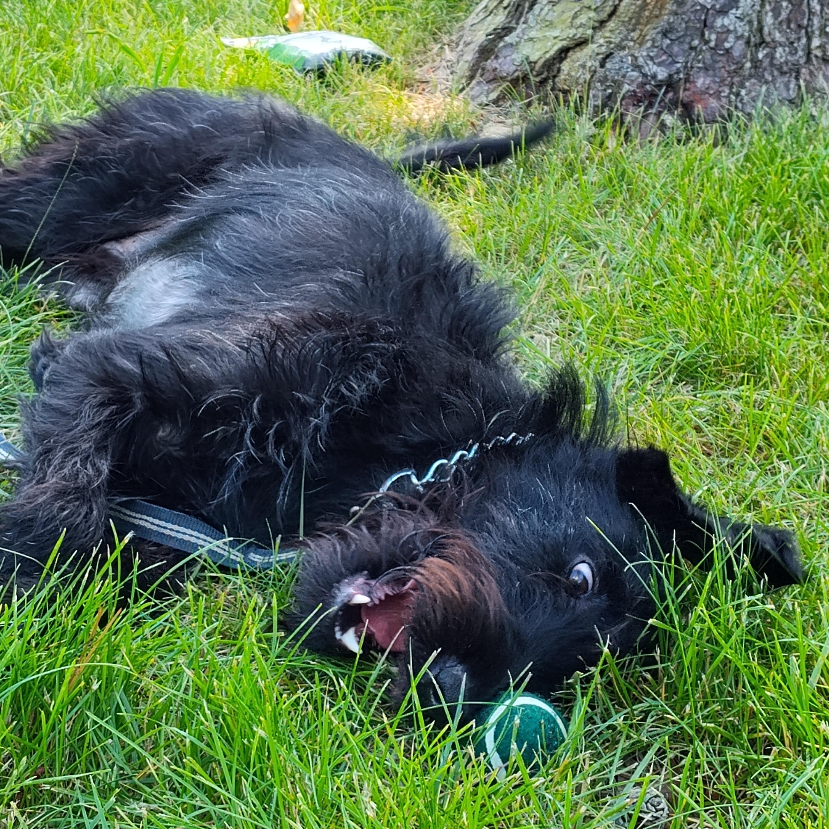 Enlarge Dracko, a Adoptable mixed breed in Mastic beach, NY image 3/6